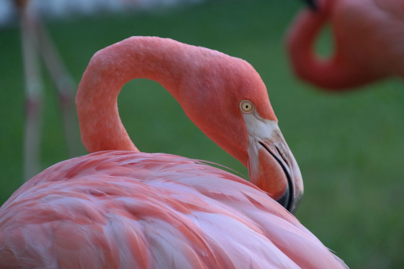 Samsung NX300 sample photo. Flamingo, portrait, pink photography