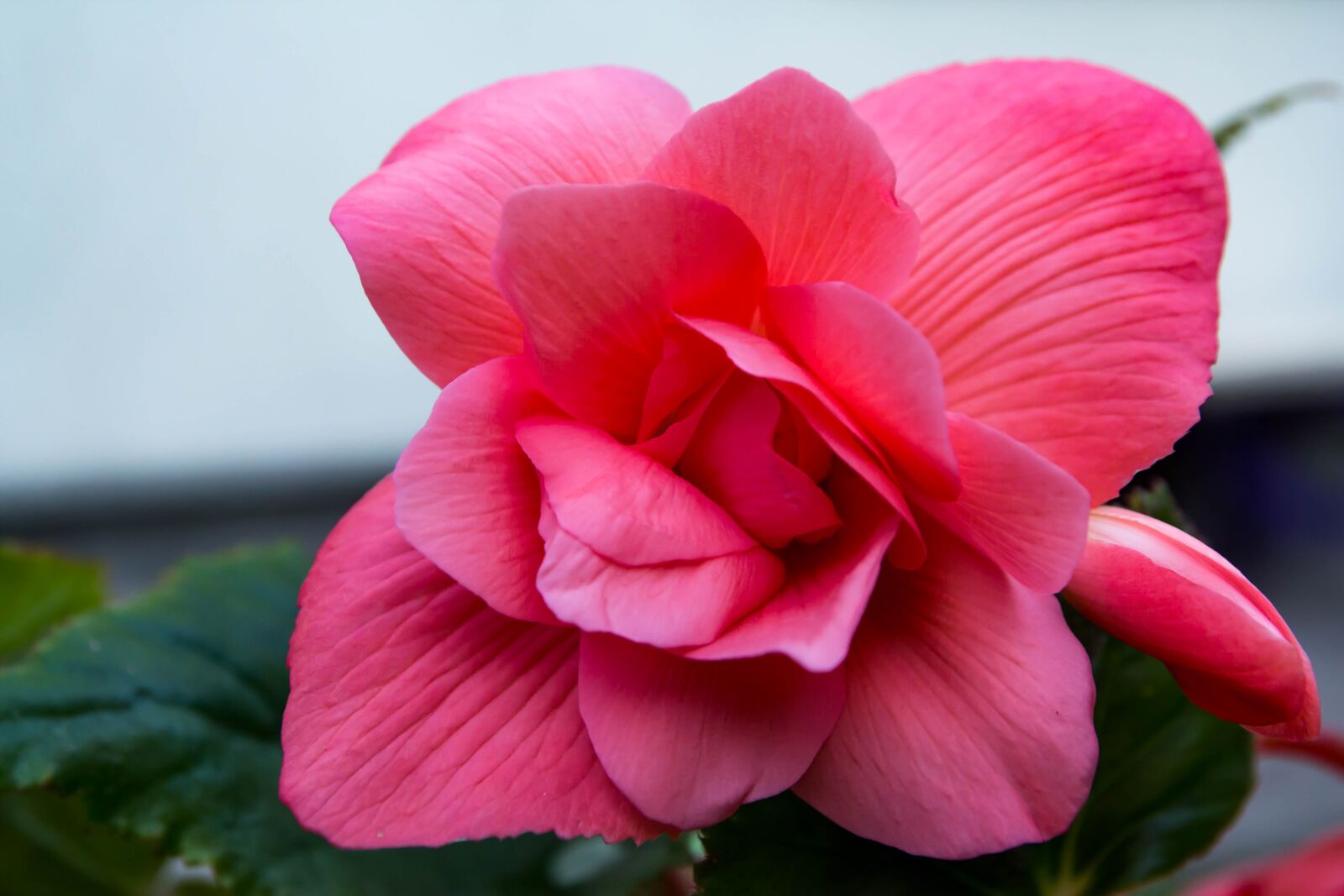 Tamron SP AF 17-50mm F2.8 XR Di II LD Aspherical (IF) sample photo. Flower, plant, nature photography