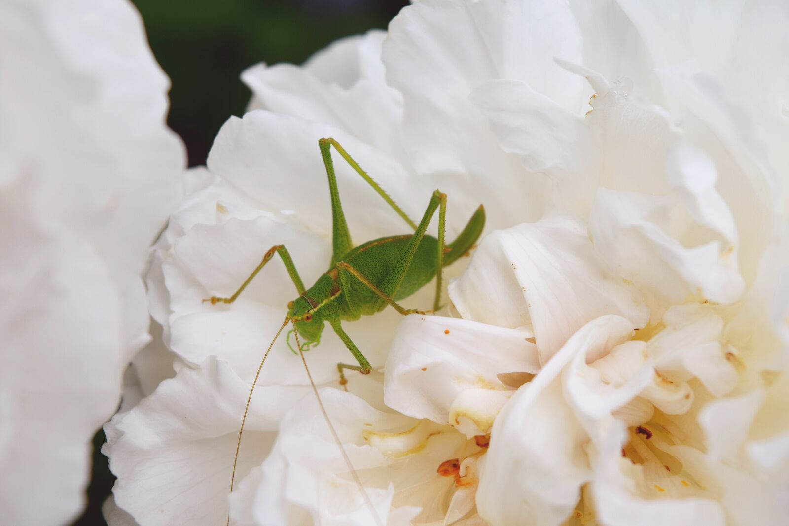 Nikon D3300 sample photo. Natural, grasshopper, white flower photography