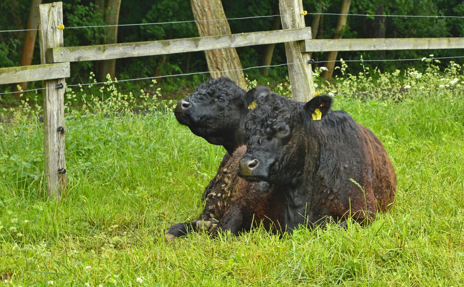 Nikon D3200 sample photo. Beef, bull, animal photography