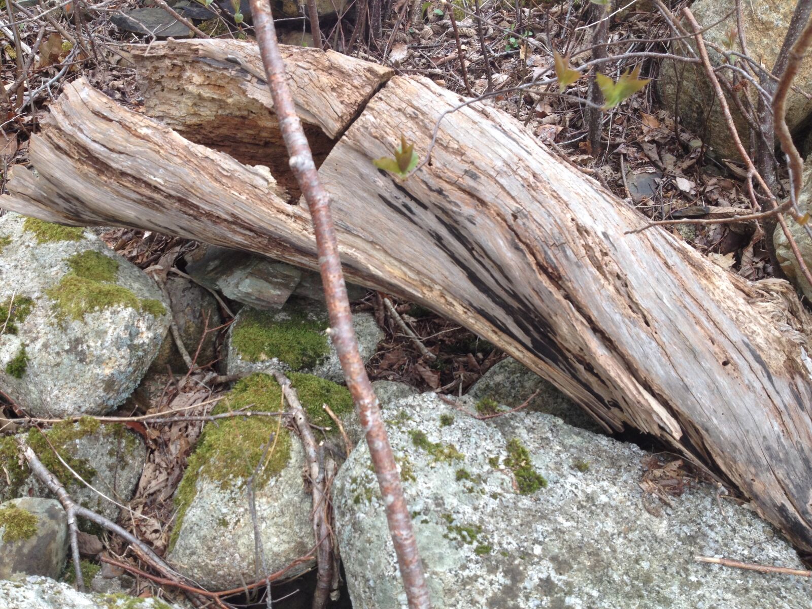 iPhone 4S back camera 4.28mm f/2.4 sample photo. Nature, log, tree, trunk photography
