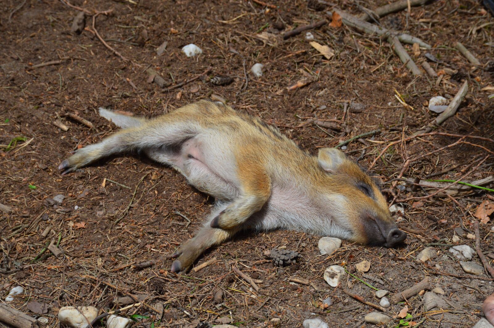 Nikon D3200 sample photo. Piglet, pig, hog wild photography