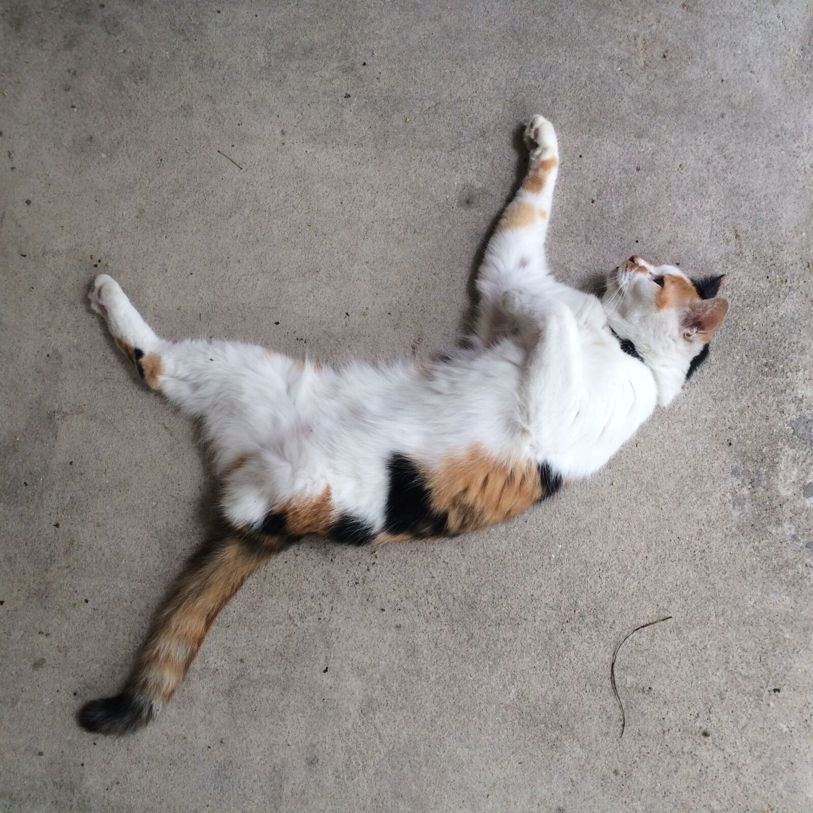 iPhone 5s back camera 4.12mm f/2.2 sample photo. Cat, legs, three photography