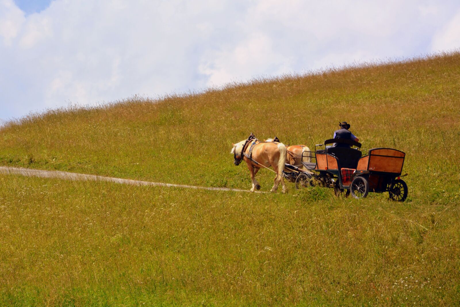 Nikon D7100 sample photo. Horse, carrozza, animals photography