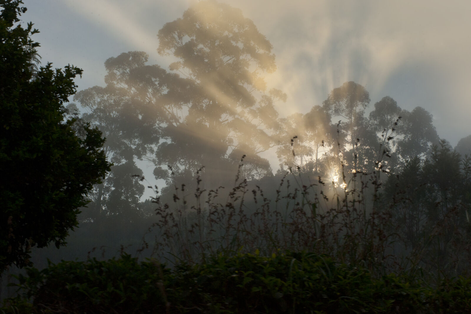 Nikon D700 sample photo. Dawn, daylight, fog, foggy photography