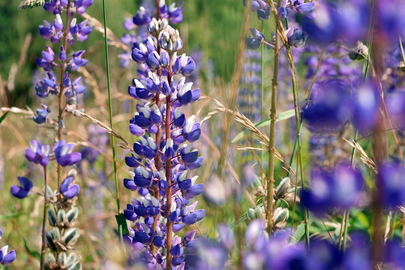Nikon D5300 sample photo. Flowers, nature, lilac photography