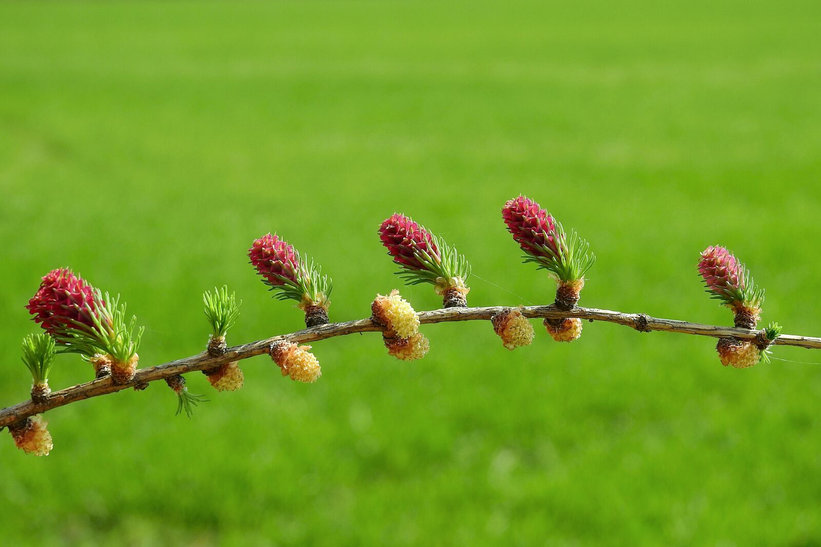 Nikon Coolpix P900 sample photo. Flowering, plant, botany photography