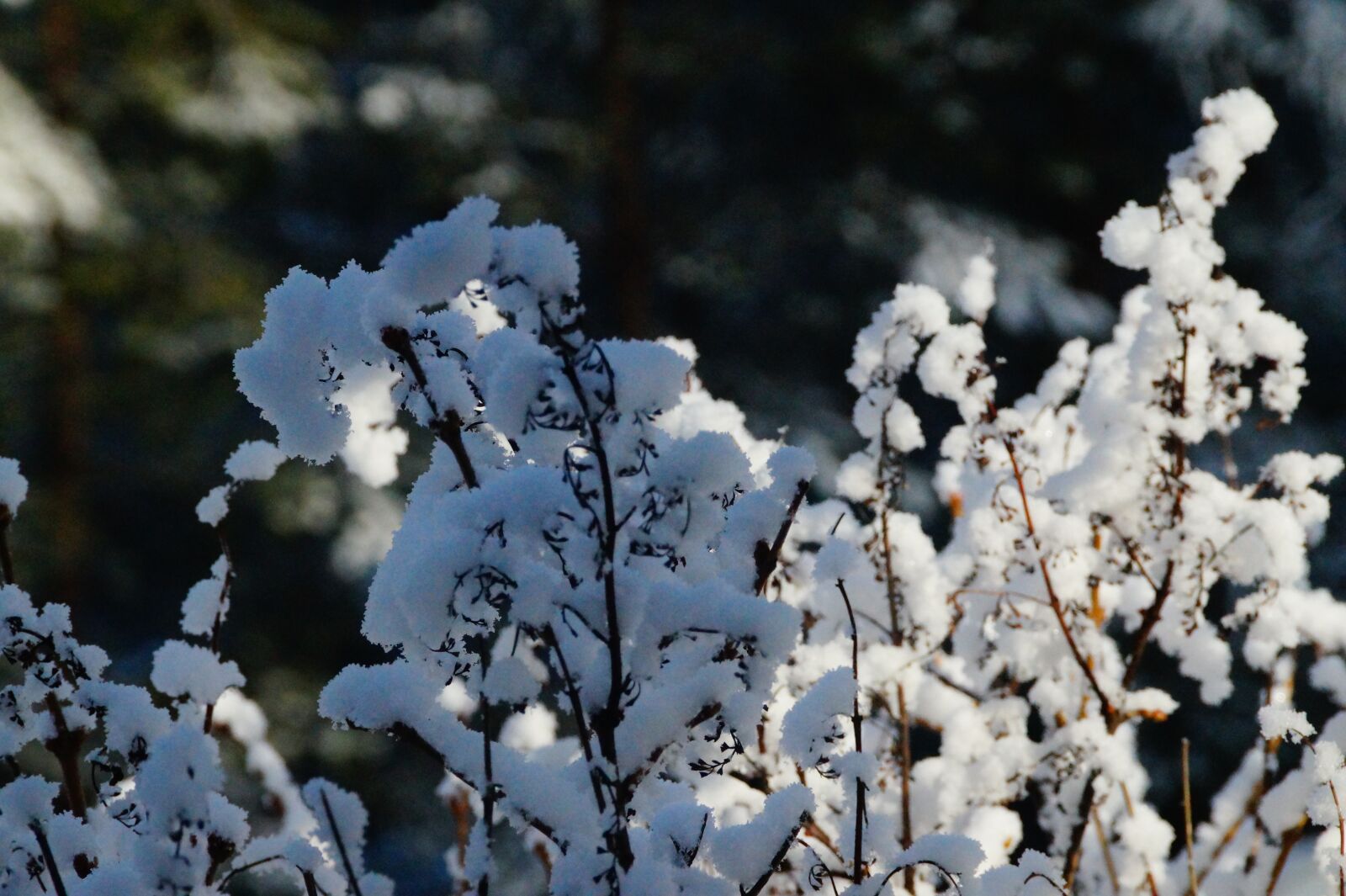 Sony SLT-A58 + Sony DT 18-200mm F3.5-6.3 sample photo. Snow, sweden, frozen photography