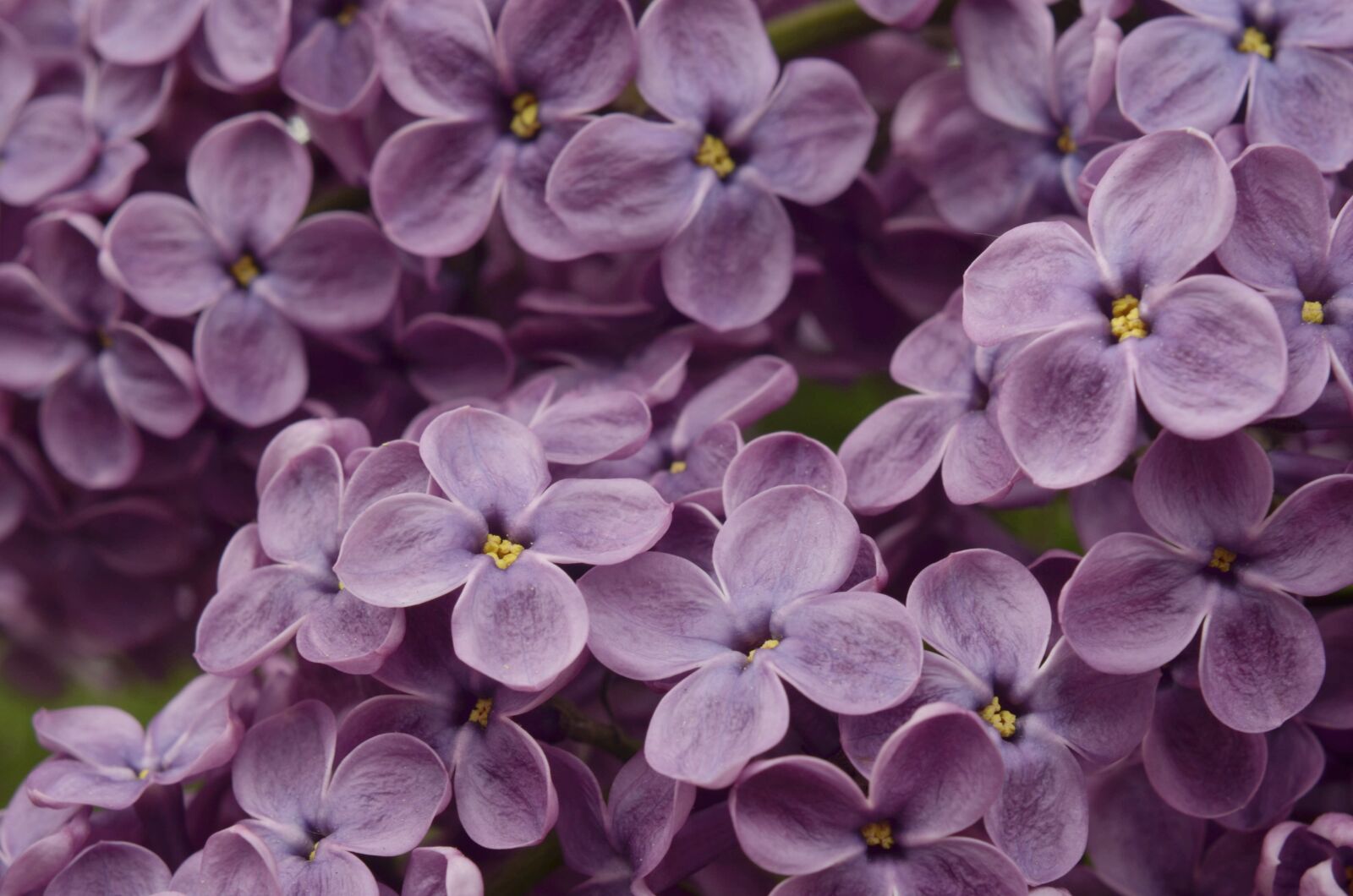 Nikon D7000 sample photo. Lilac, pink, purple photography