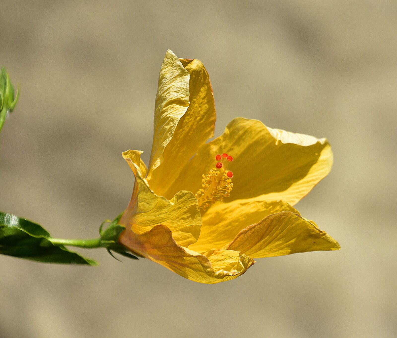Nikon D7200 sample photo. Flower, garden, plant photography