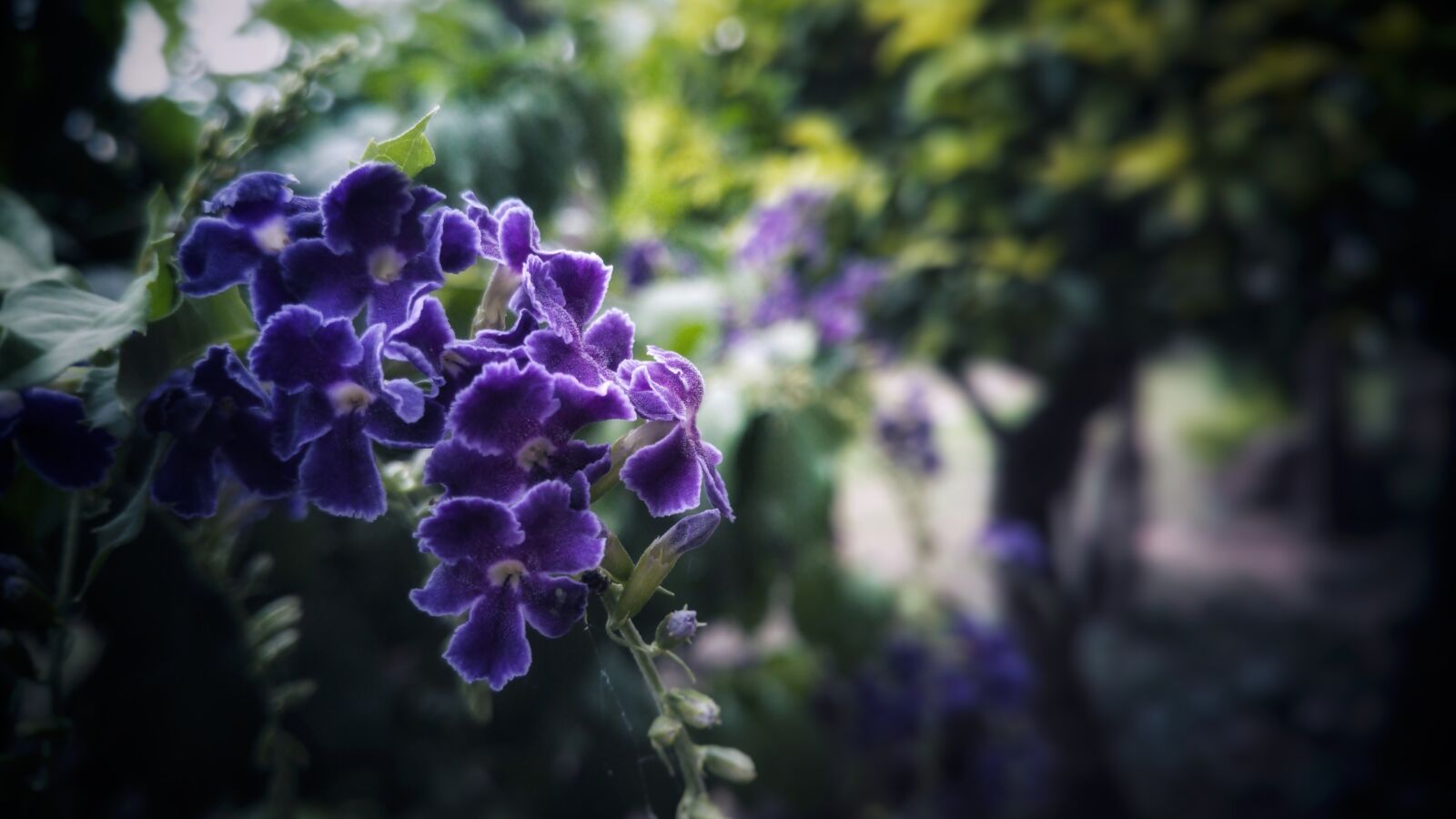 HUAWEI JKM-LX2 sample photo. Purple, flowers, plant photography