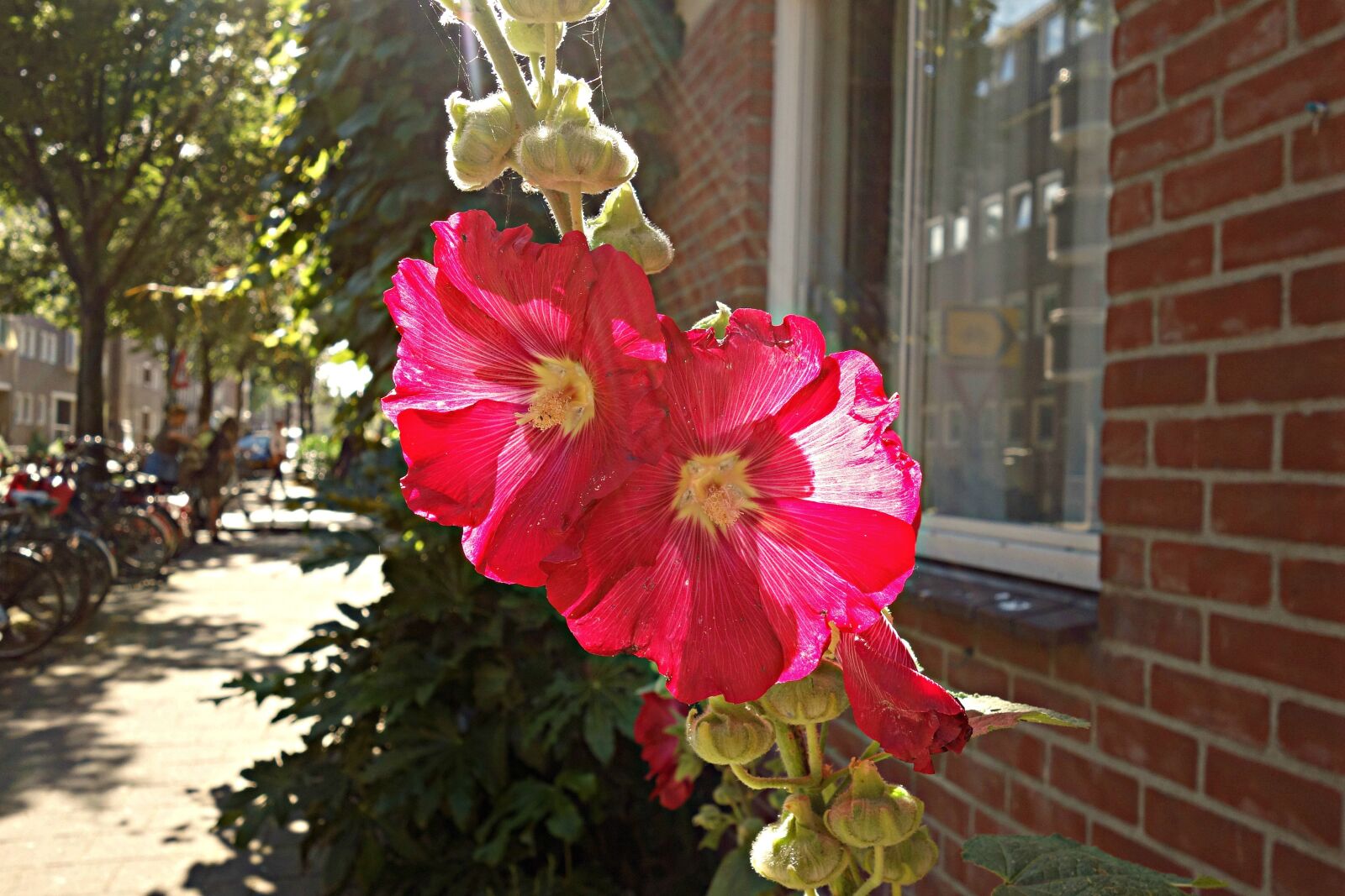 Sony Cyber-shot DSC-RX100 sample photo. Hollyhock, common hollyhock, alcea photography
