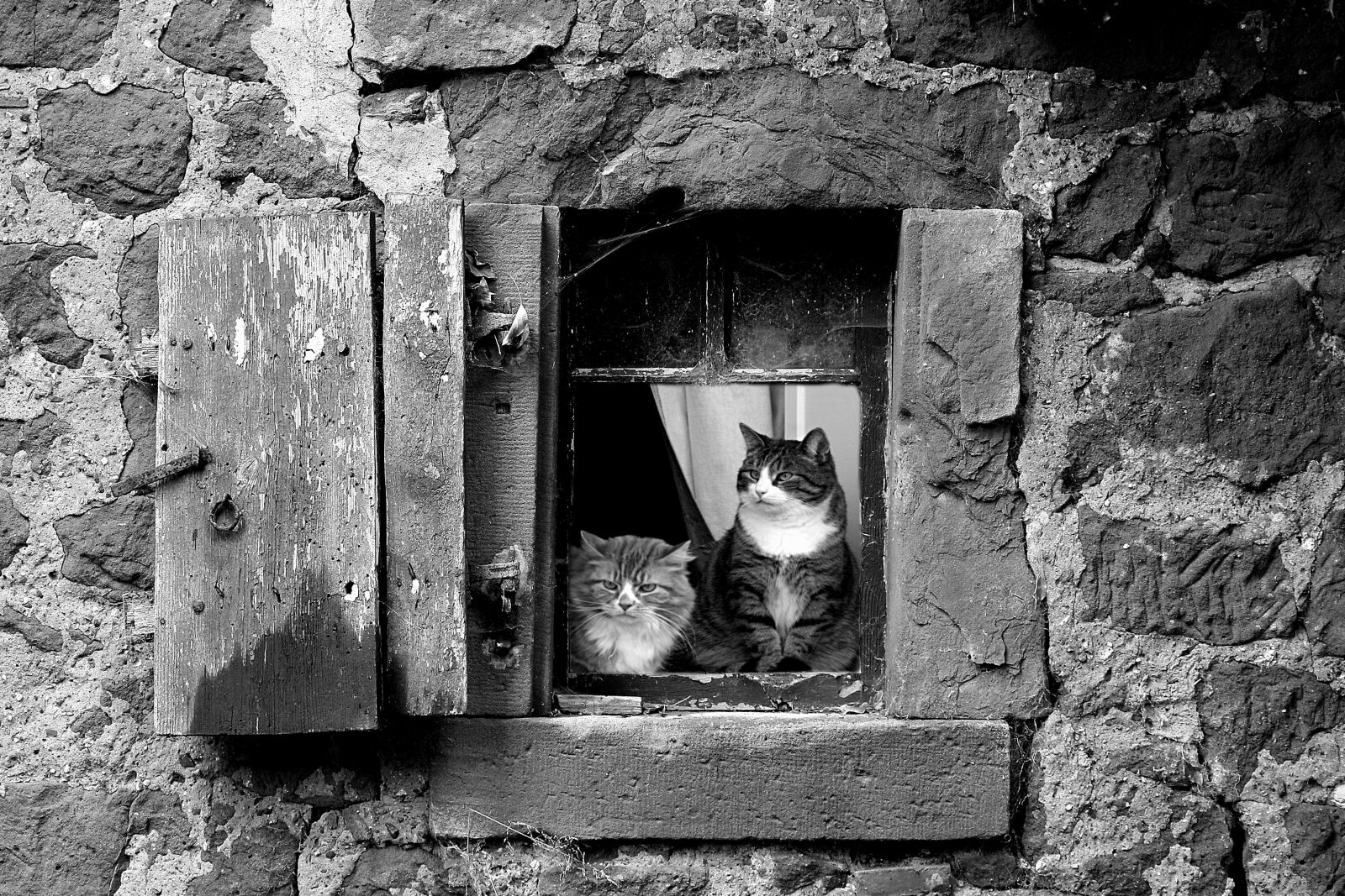 Canon EOS 6D sample photo. Lake dusia, cat, window photography