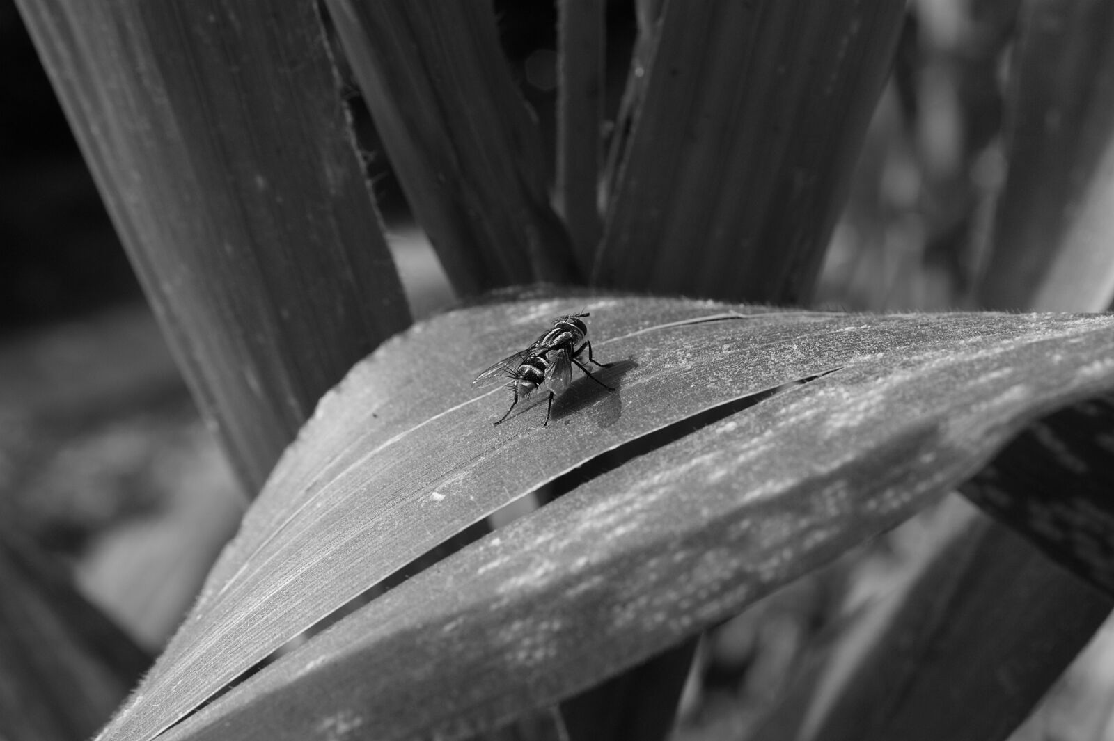 Sony Alpha DSLR-A390 sample photo. Insect, fly, black and photography