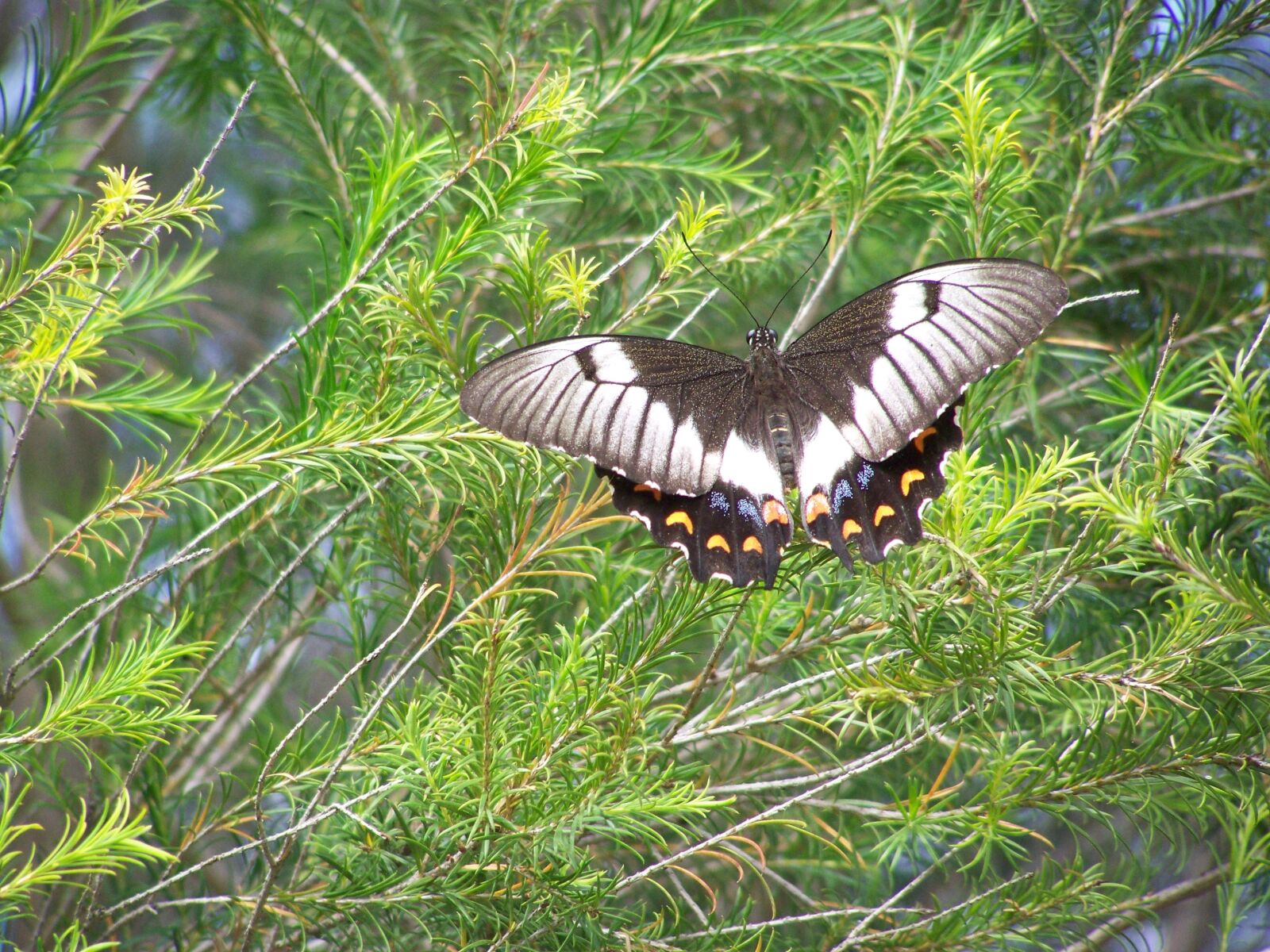 Kodak EASYSHARE ZD710 ZOOM DIGITAL CAMERA sample photo. Butterfly, shrub, nature photography