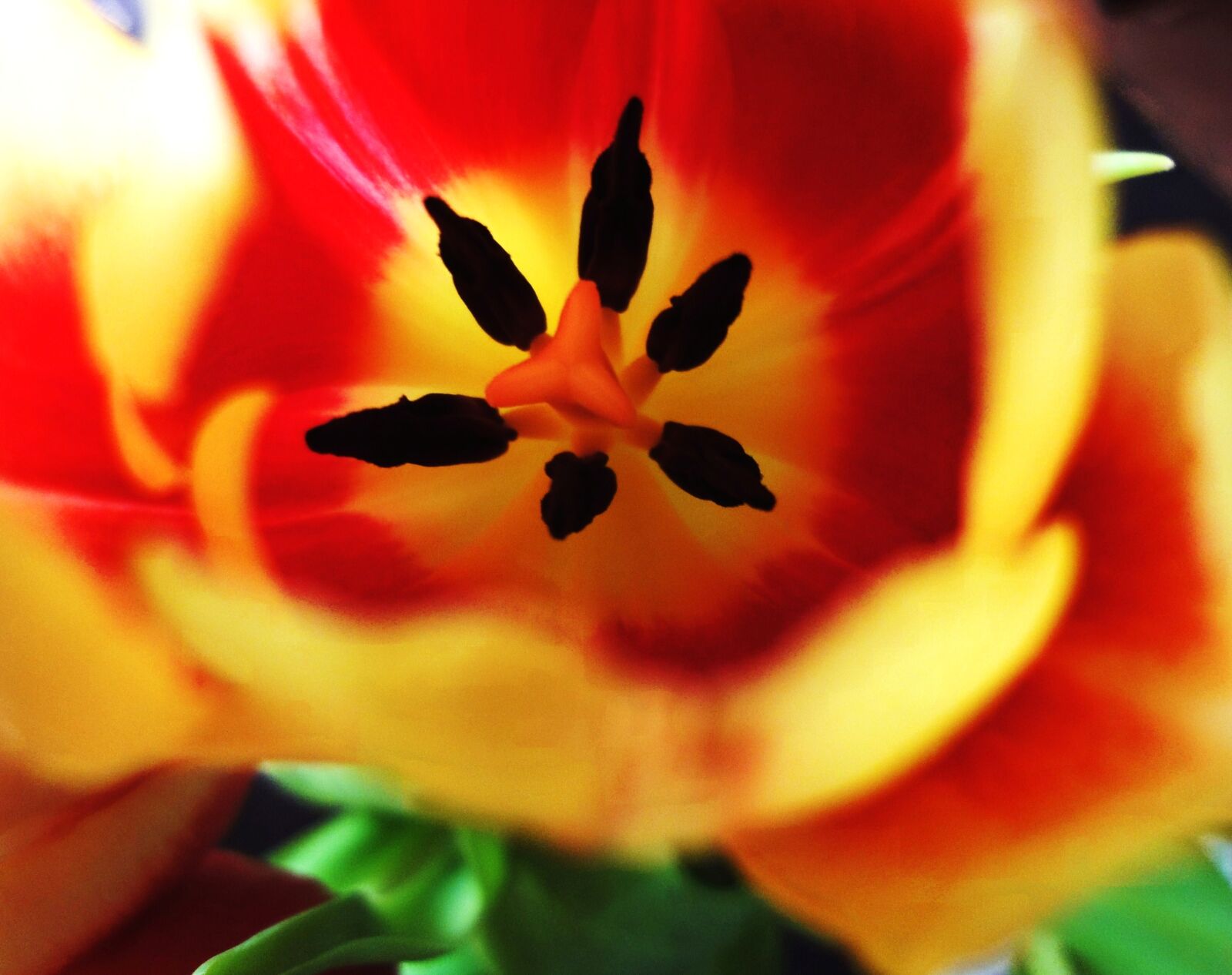 Sony Cyber-shot DSC-WX1 sample photo. Flower, red, spring, tulip photography