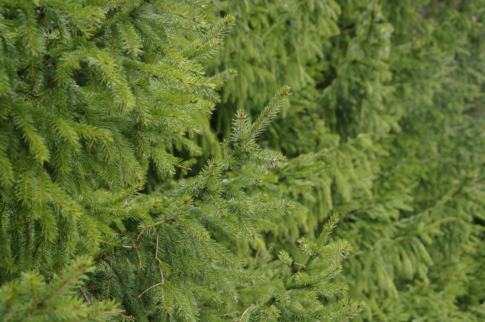 Pentax K20D sample photo. Spruce, tree, green photography