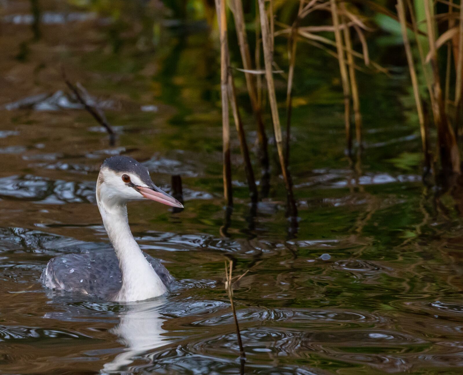 Canon EOS 7D Mark II sample photo. Great crested grebe, winter photography