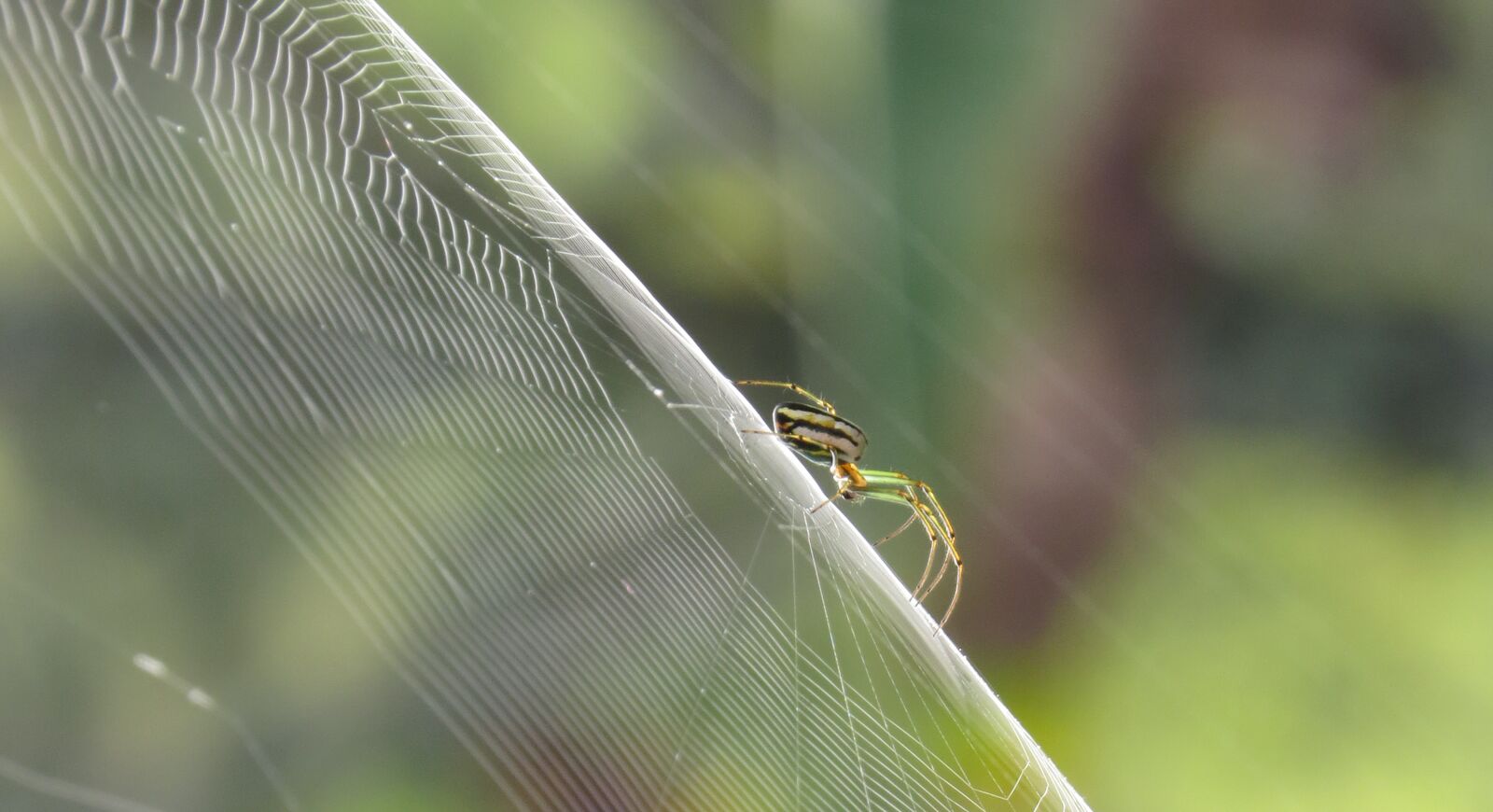 Canon PowerShot SX50 HS sample photo. Nature, outdoors, insect photography