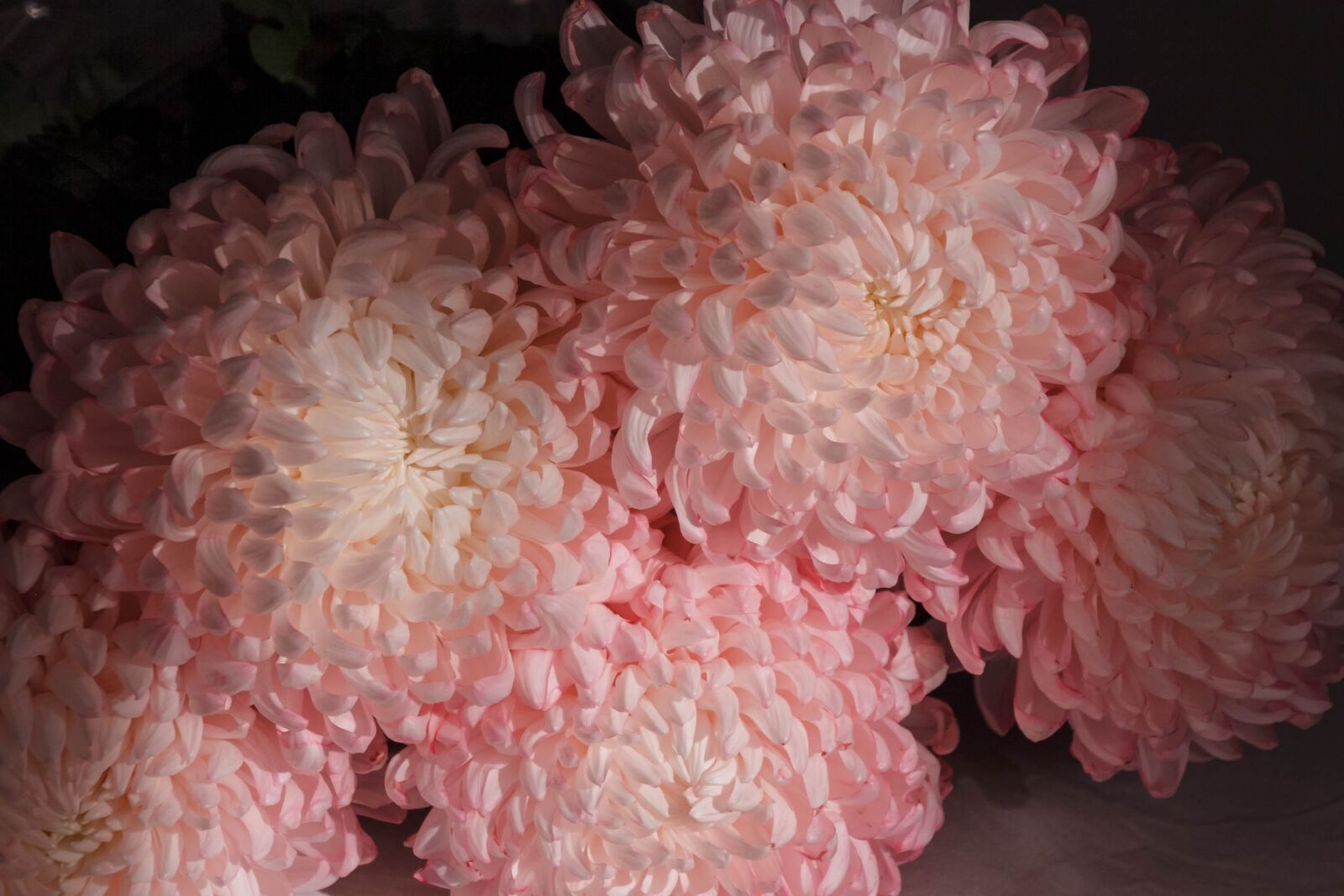 Canon EOS 60D sample photo. Flowers, peonies, pink photography