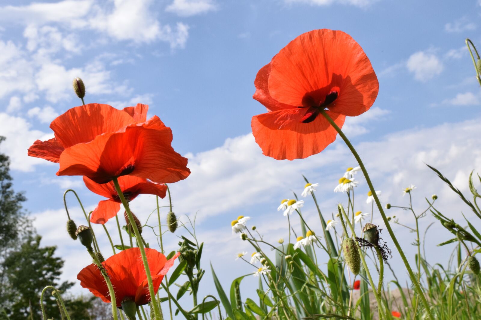 Nikon D3300 sample photo. Poppy, klatschmohn, red photography