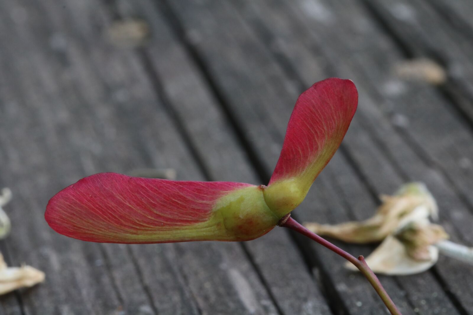 Canon EOS 750D (EOS Rebel T6i / EOS Kiss X8i) sample photo. Wood, maple, seeds photography