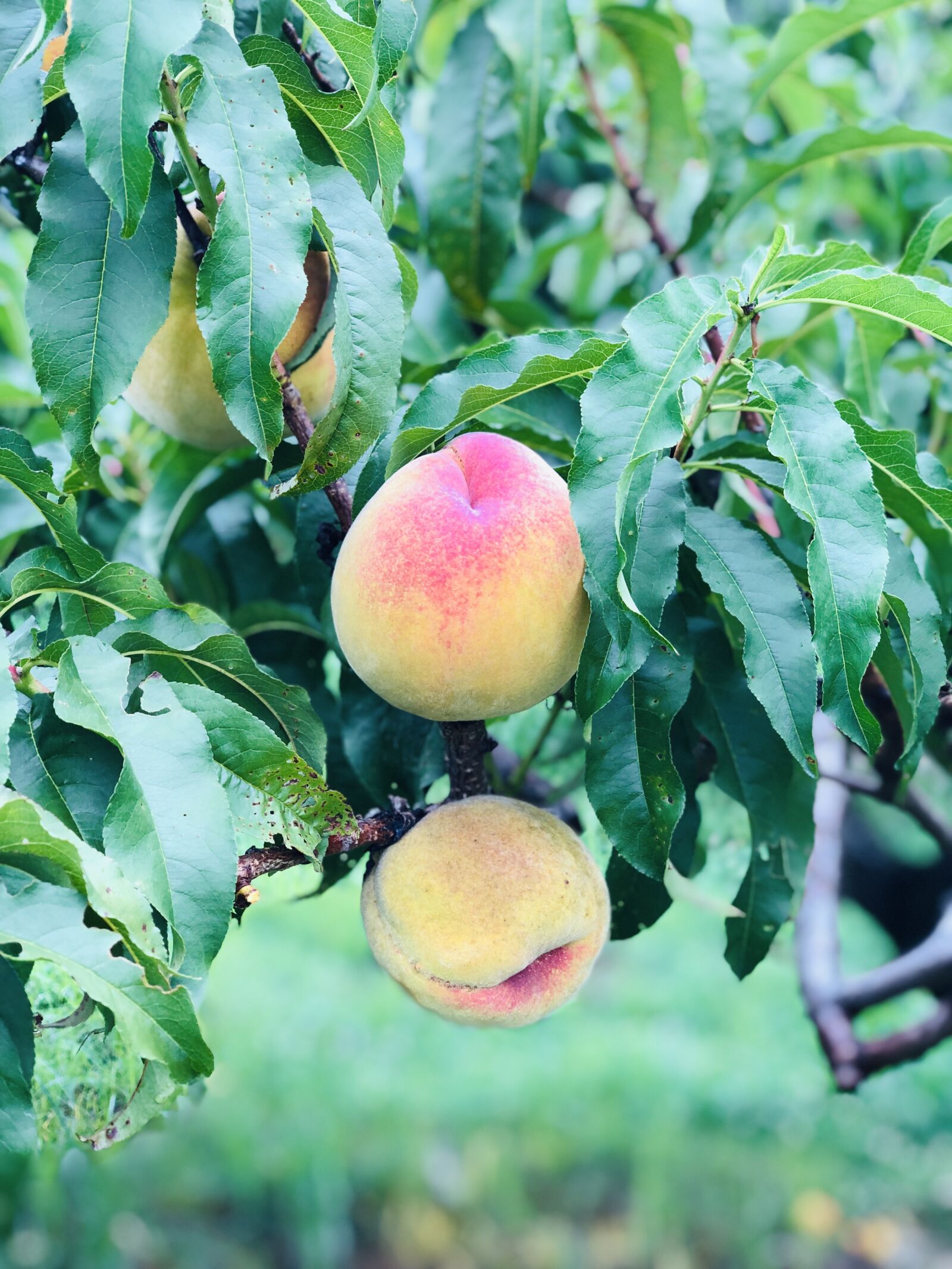 Apple iPhone X sample photo. Peaches, farm, fruit photography