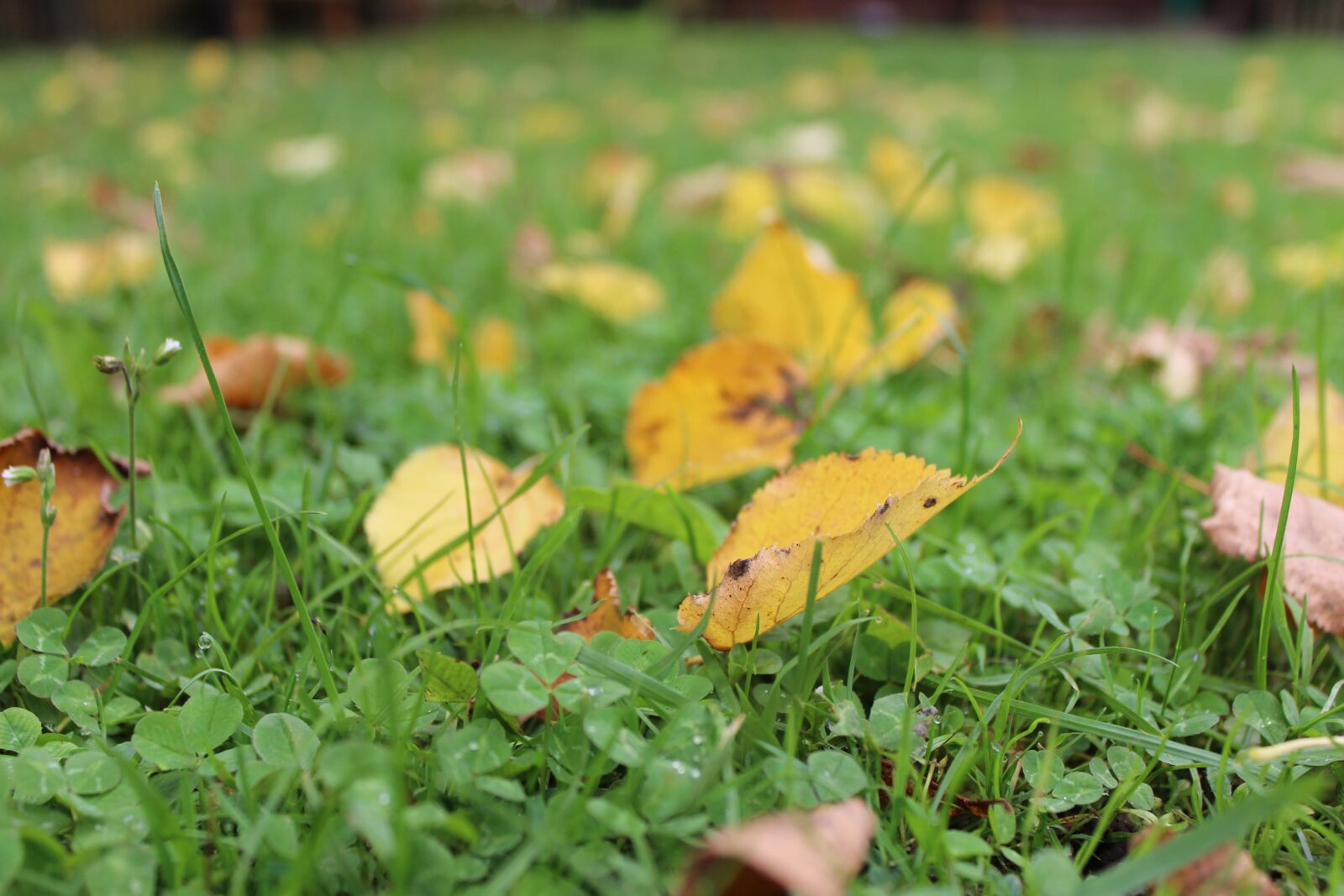 Canon EOS 600D (Rebel EOS T3i / EOS Kiss X5) sample photo. Leaves, grass, autumn photography