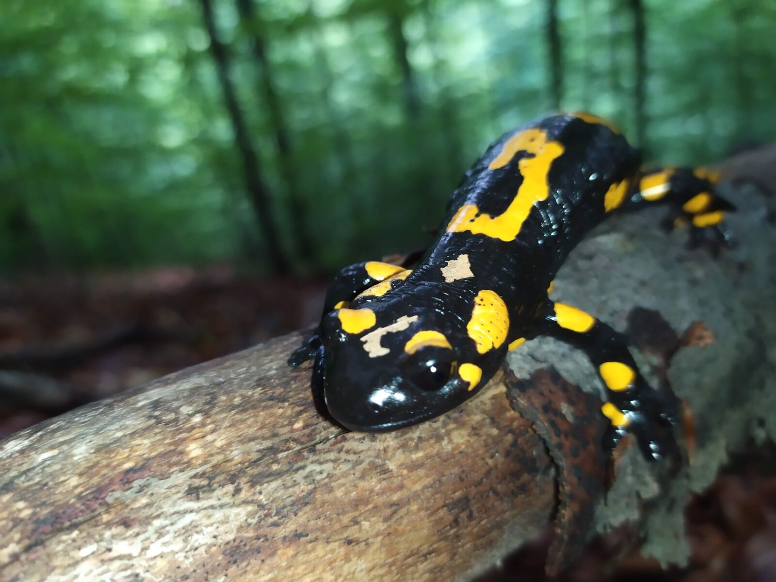 Xiaomi Redmi Note 7 sample photo. Amphibians, salamander, fire salamander photography