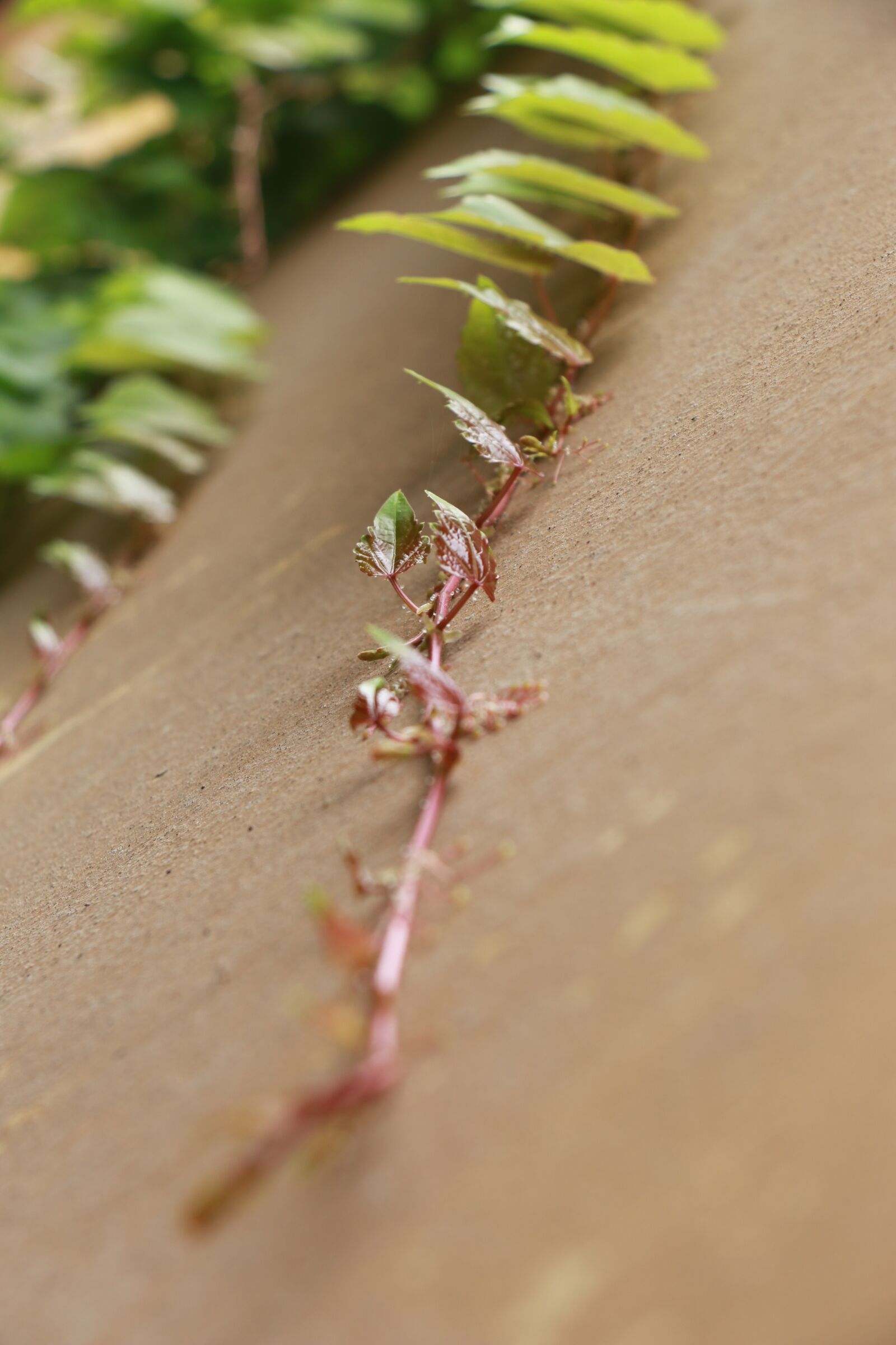 Canon EOS 7D Mark II sample photo. Ivy, wall, zhongshan four photography