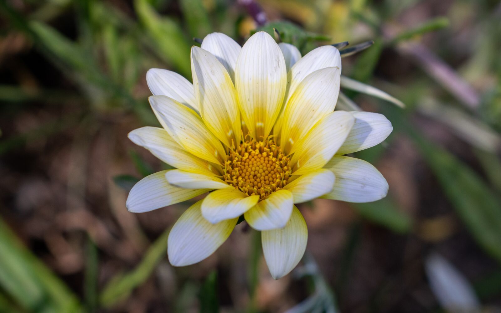 Nikon D5300 sample photo. Flore, bedding plant, garden photography