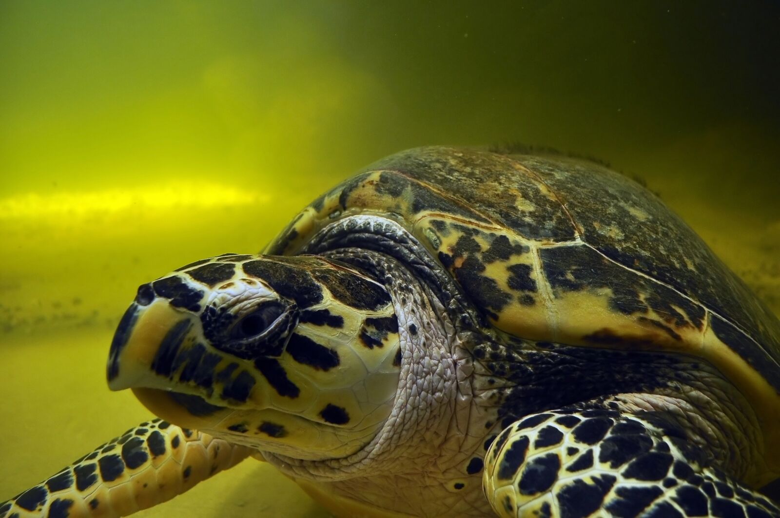 Nikon D90 sample photo. Tortoise, water, swim photography
