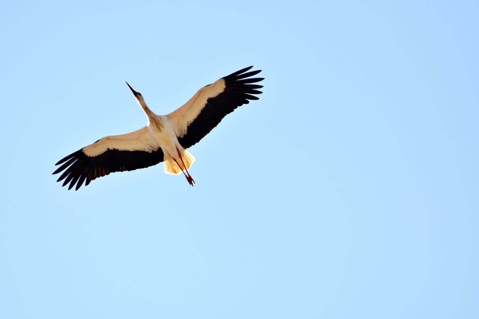 Nikon D7200 sample photo. Stork, flying, build photography
