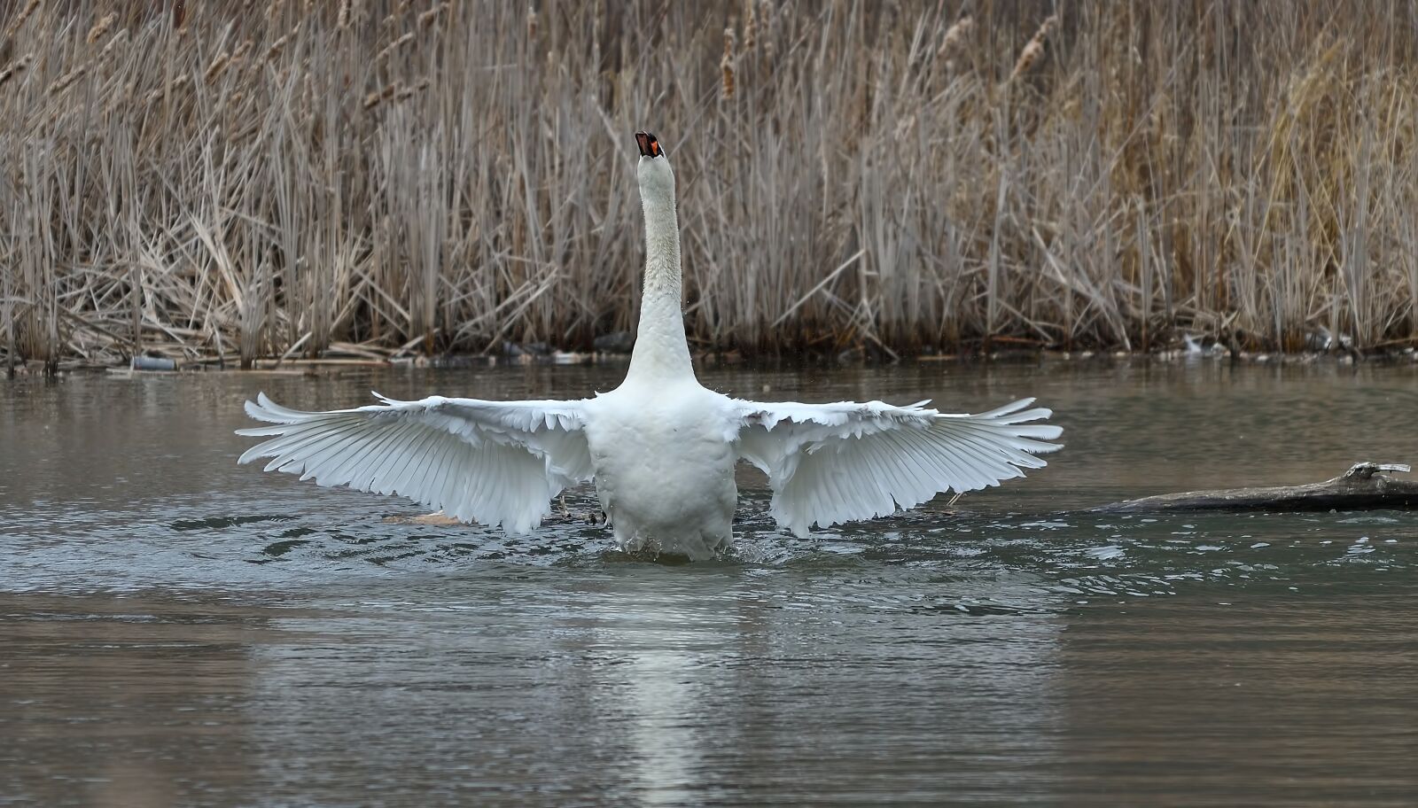 Nikon D500 sample photo. Water, nature, winter photography