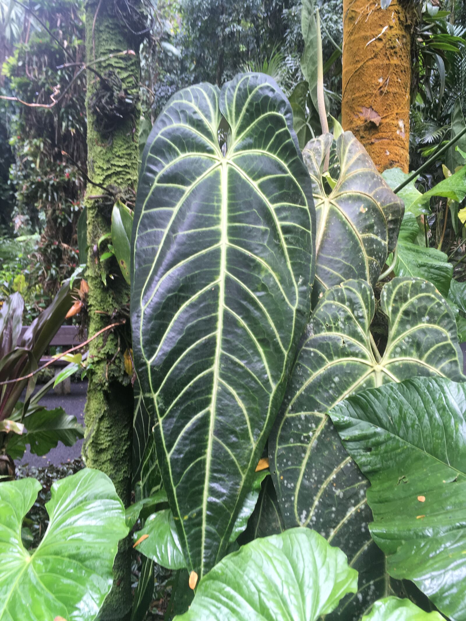 iPhone SE back camera 4.15mm f/2.2 sample photo. Big, leaf, green photography