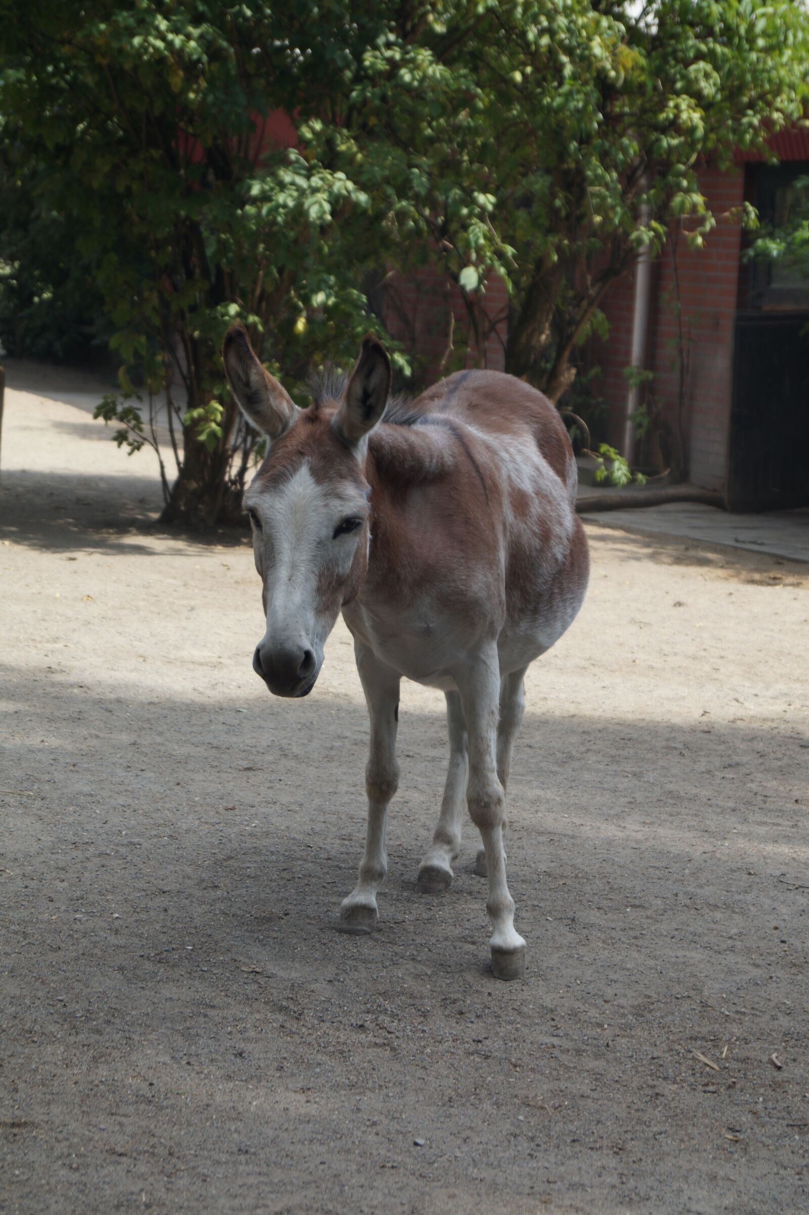 Sony DT 18-55mm F3.5-5.6 SAM II sample photo. Zoo, horse, pony photography
