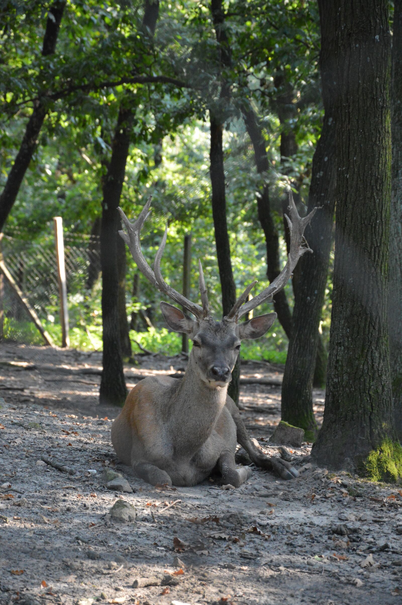 Nikon D3200 sample photo. Deer, antler, wild photography