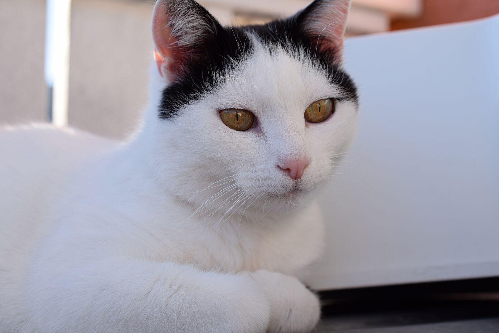 Nikon D5300 sample photo. Domestic cat, cat's eyes photography