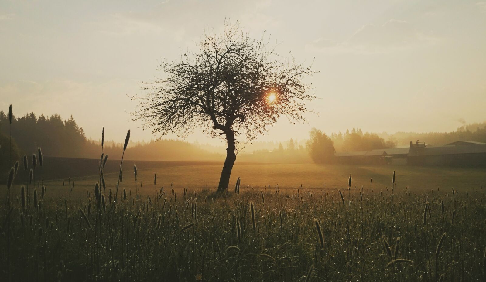 Sony Xperia Z1 sample photo. Tree, morning, nature photography
