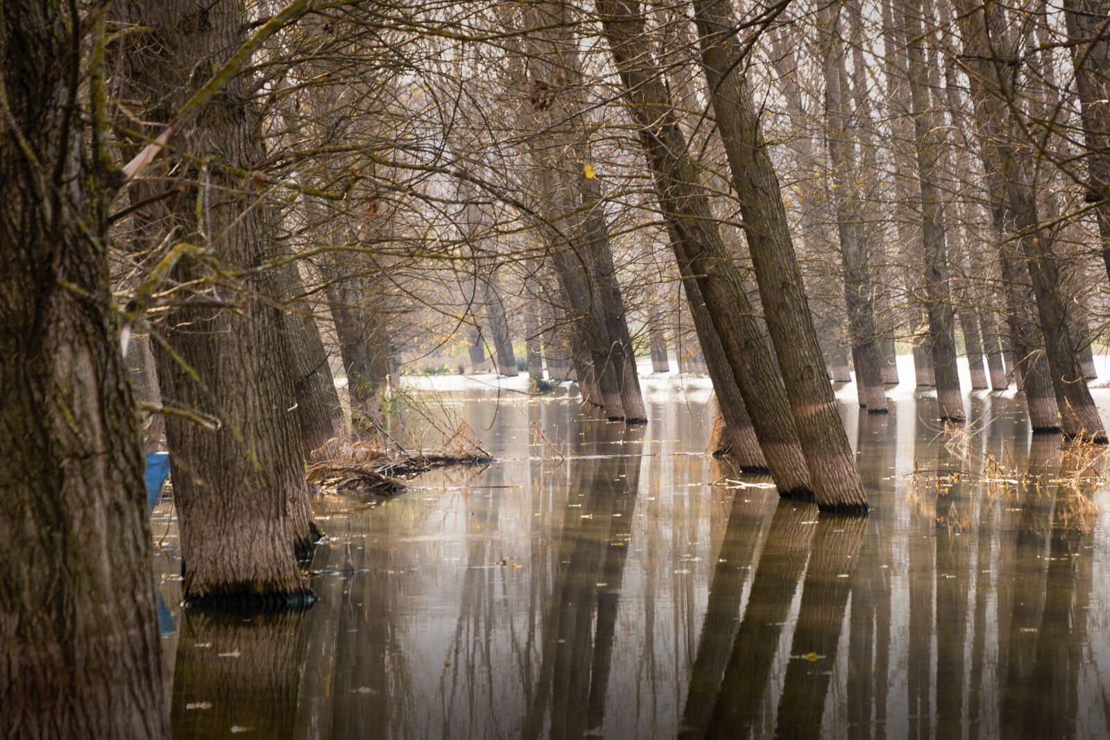 Nikon D5300 sample photo. Trees, lake, water photography