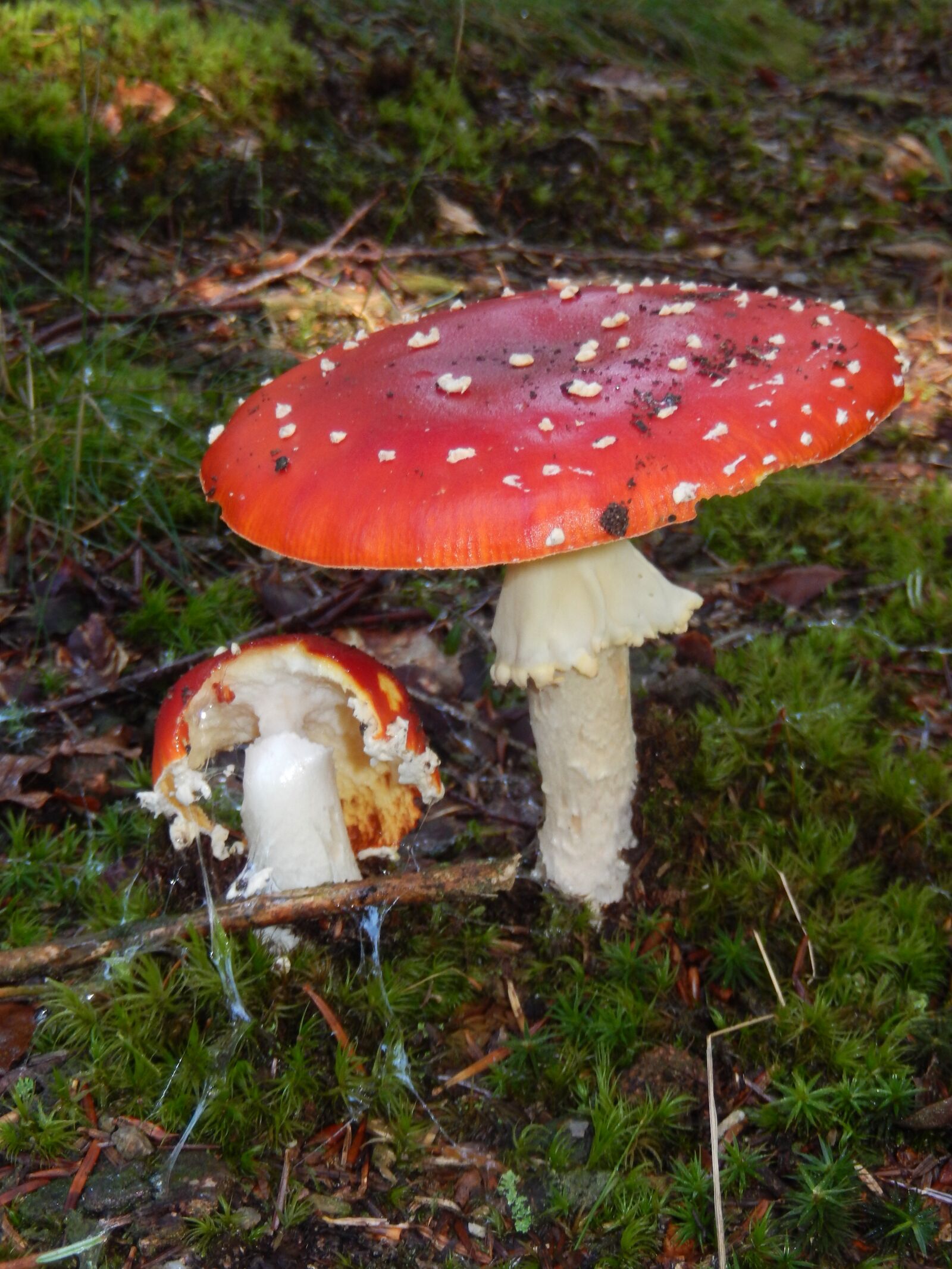 Nikon Coolpix S9500 sample photo. Mushrooms, poisonous mushroom, amanita photography
