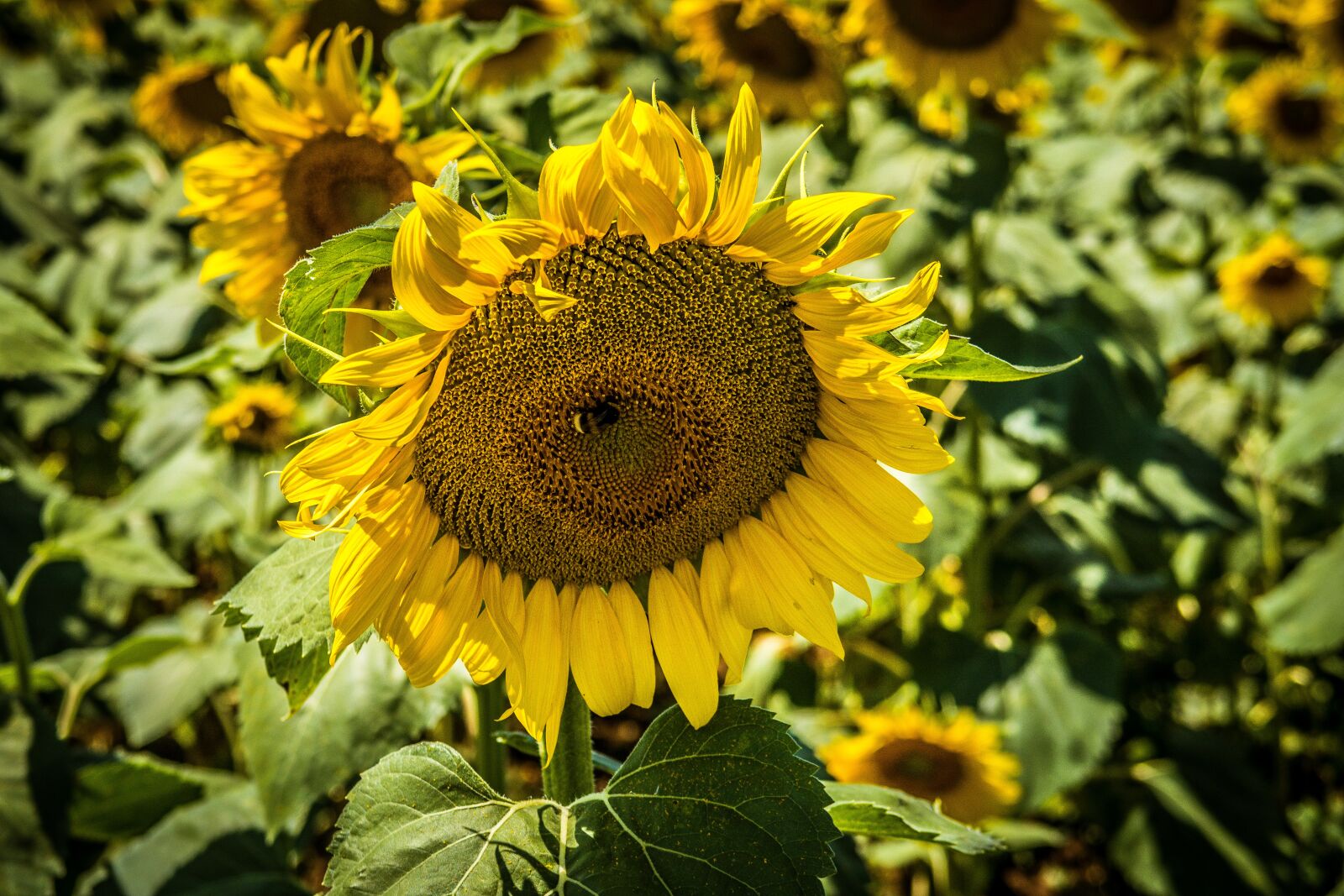 Canon PowerShot G7 X Mark II sample photo. Sunflower, nature, field photography