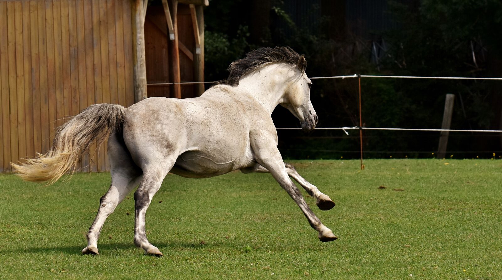 Nikon D7200 sample photo. Mold, horse, love for photography