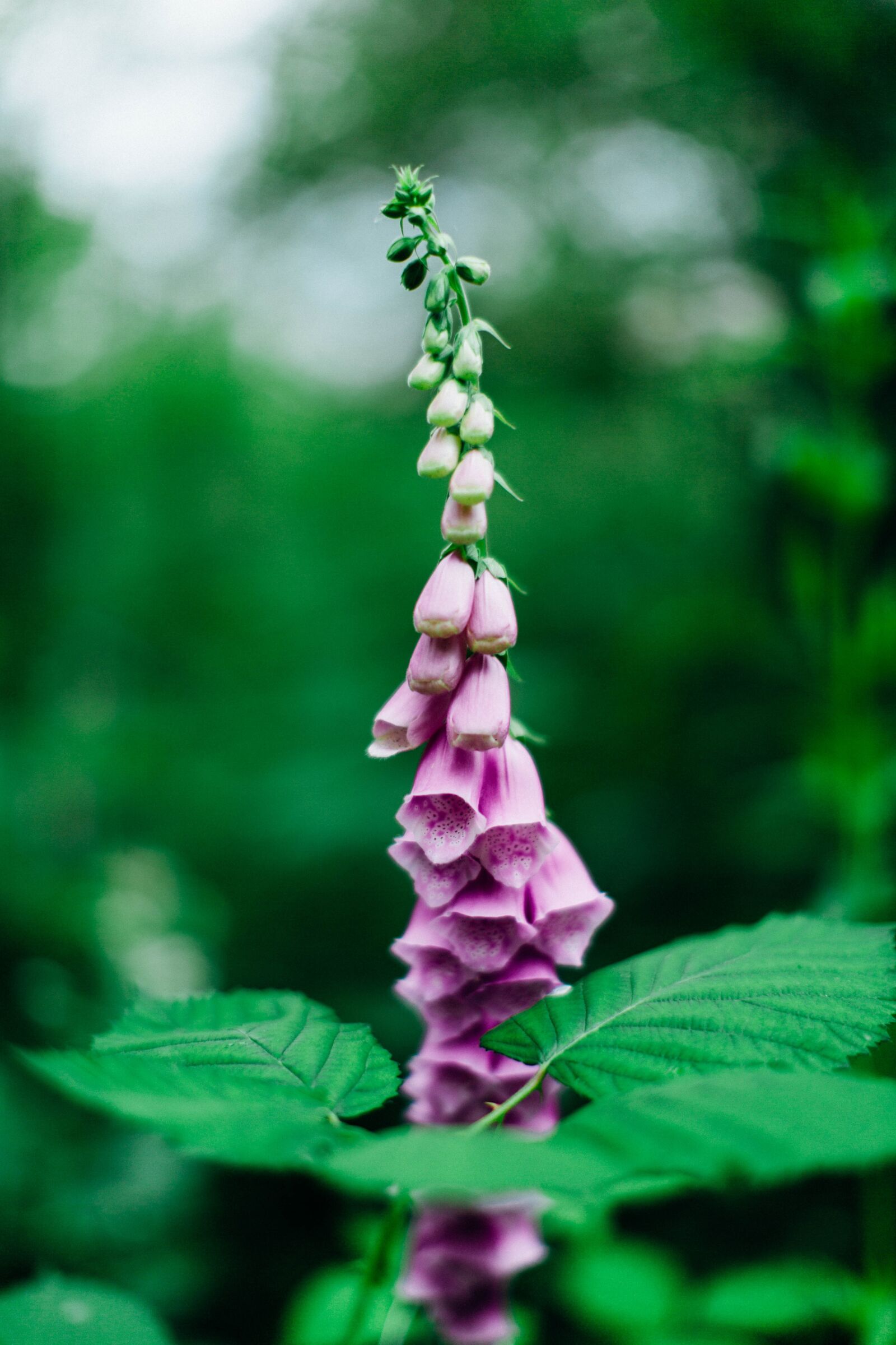 Canon EF 50mm F1.2L USM sample photo. Flower, nature, floral photography