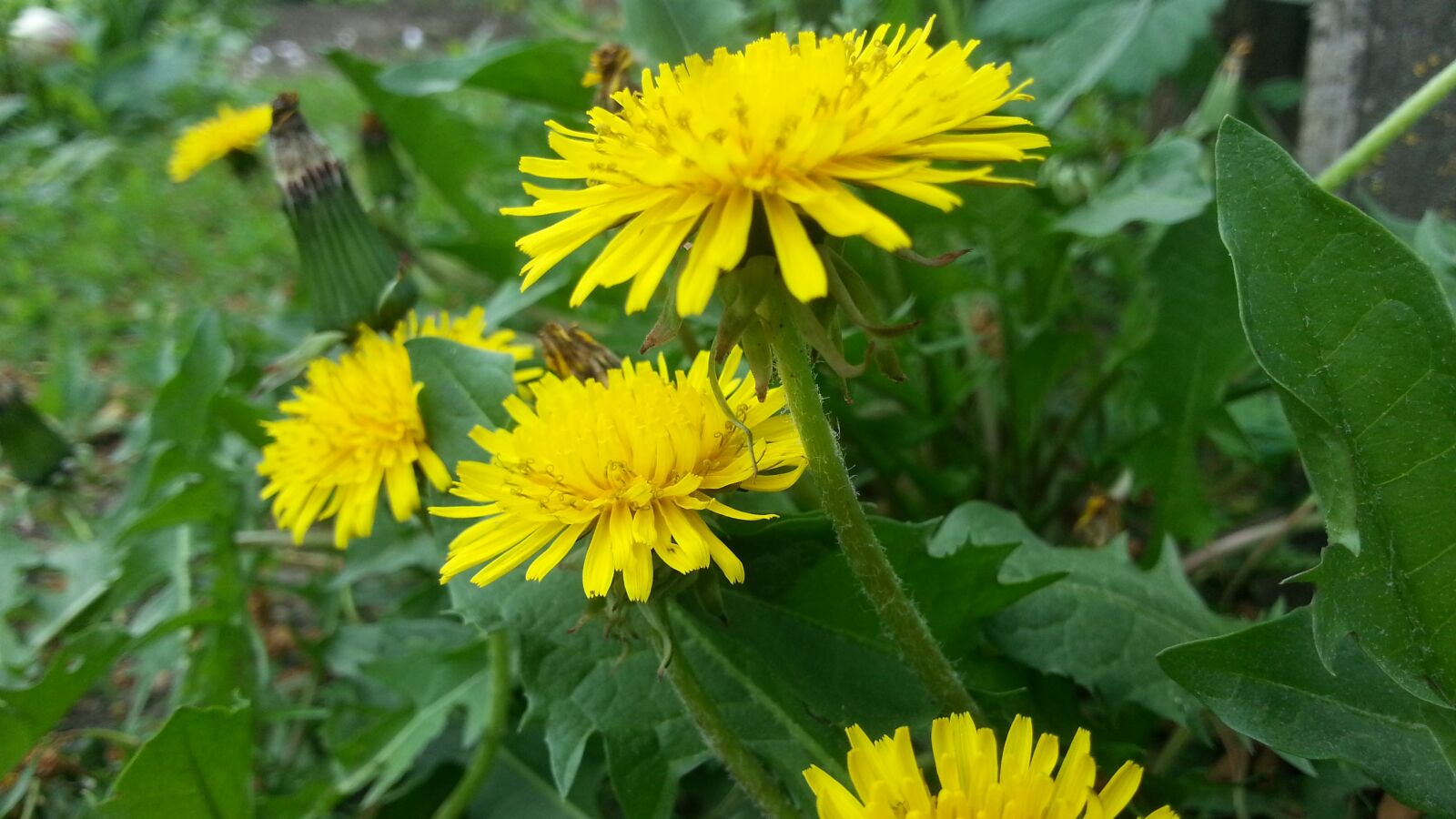 Samsung Galaxy S3 sample photo. Dandelions, greens, flowers photography