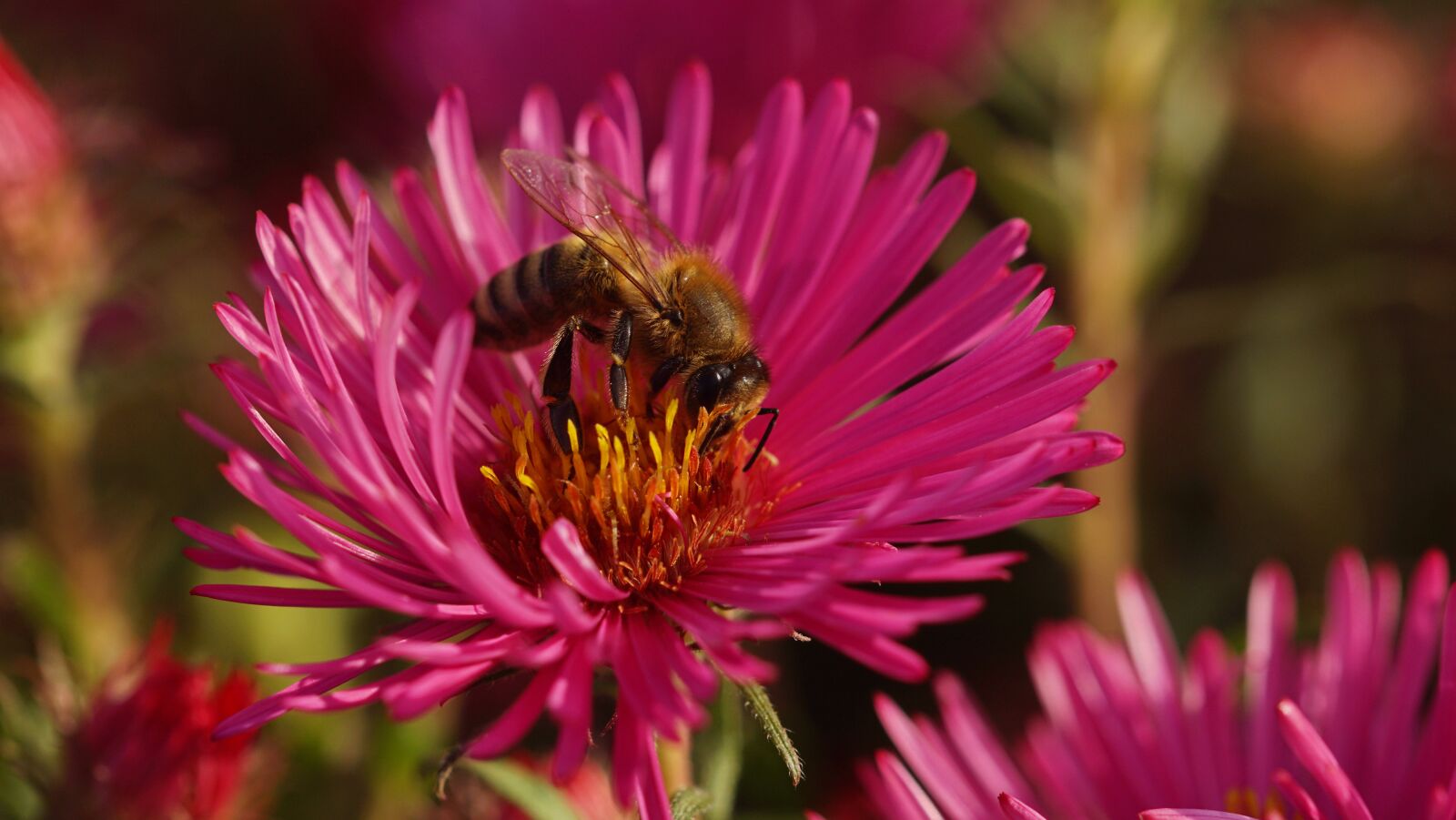 105mm F2.8 sample photo. Bee, honey bee, rough-leaf photography