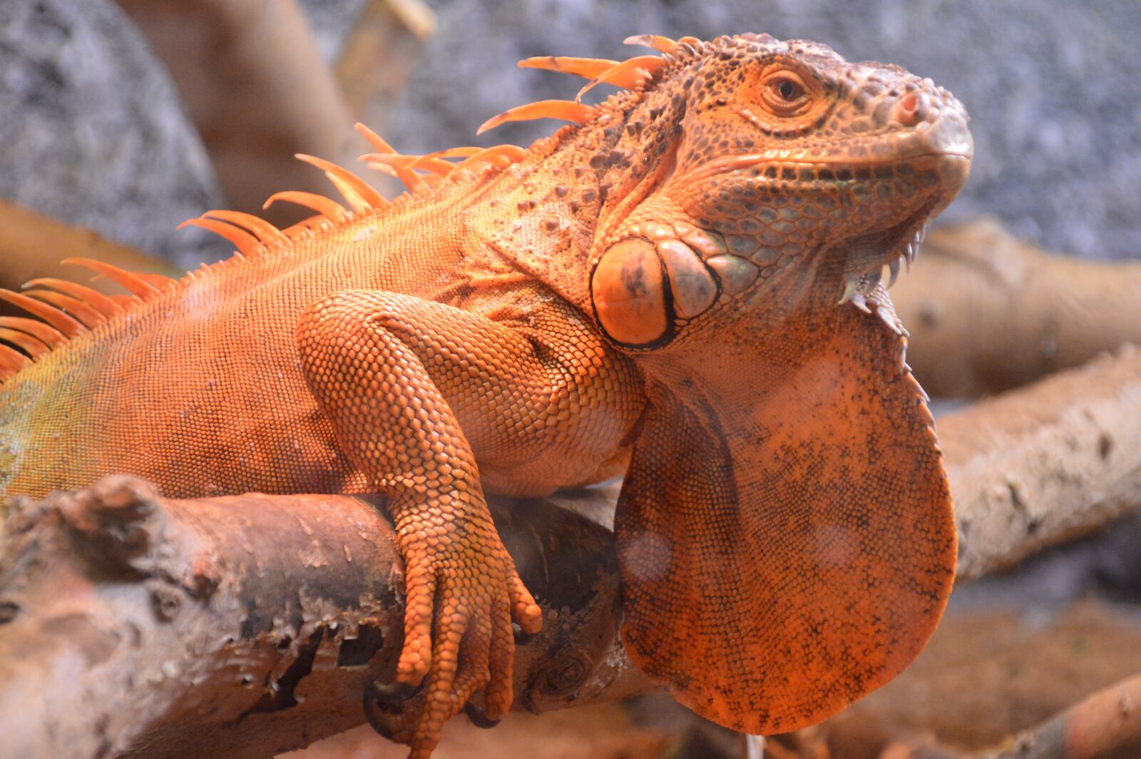 Nikon D3200 sample photo. Lizard, reptile, nature photography