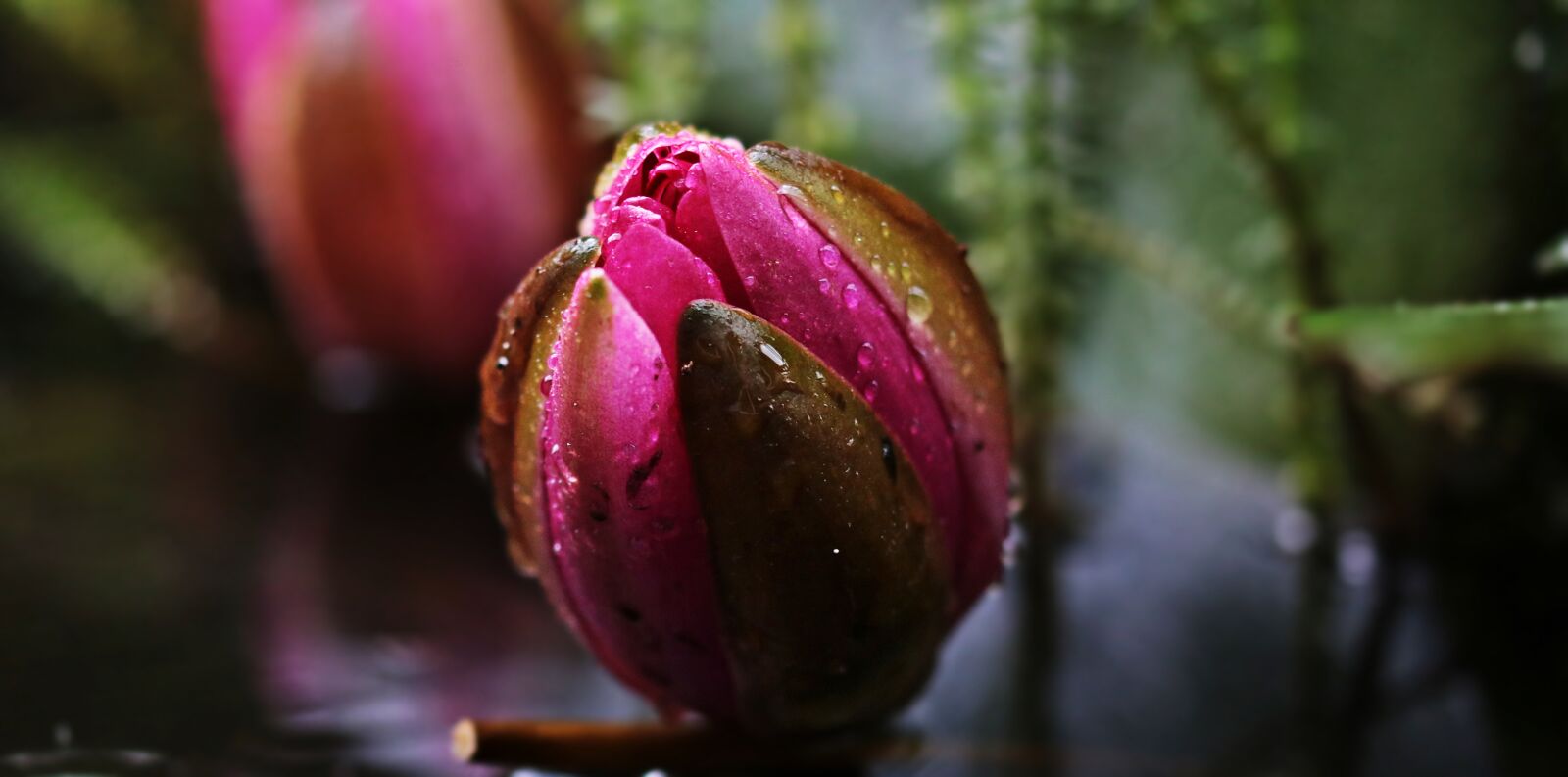 Canon EOS 80D sample photo. Water lily, nuphar lutea photography