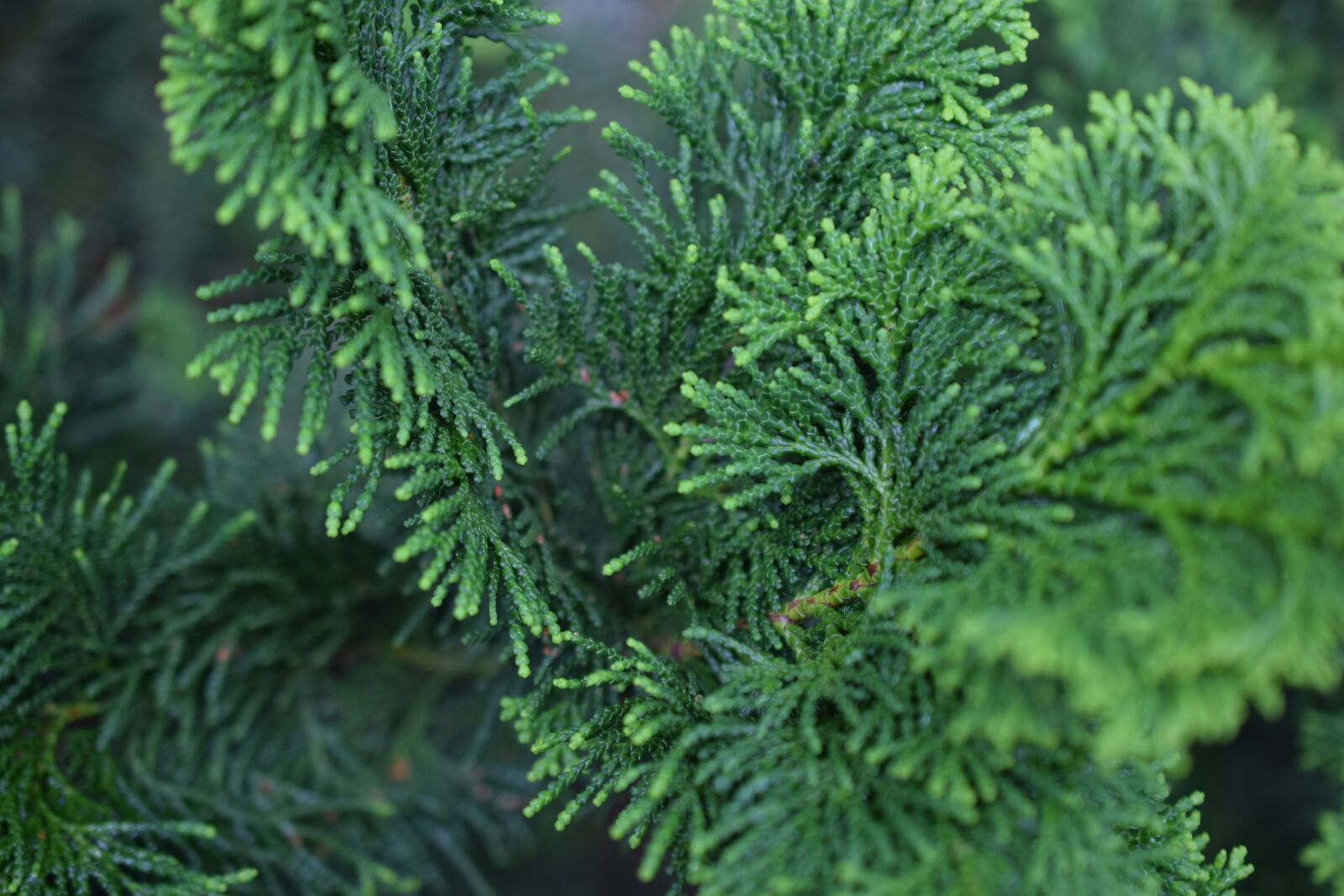 Nikon D3300 sample photo. Evergreen, tree, picea mariana photography