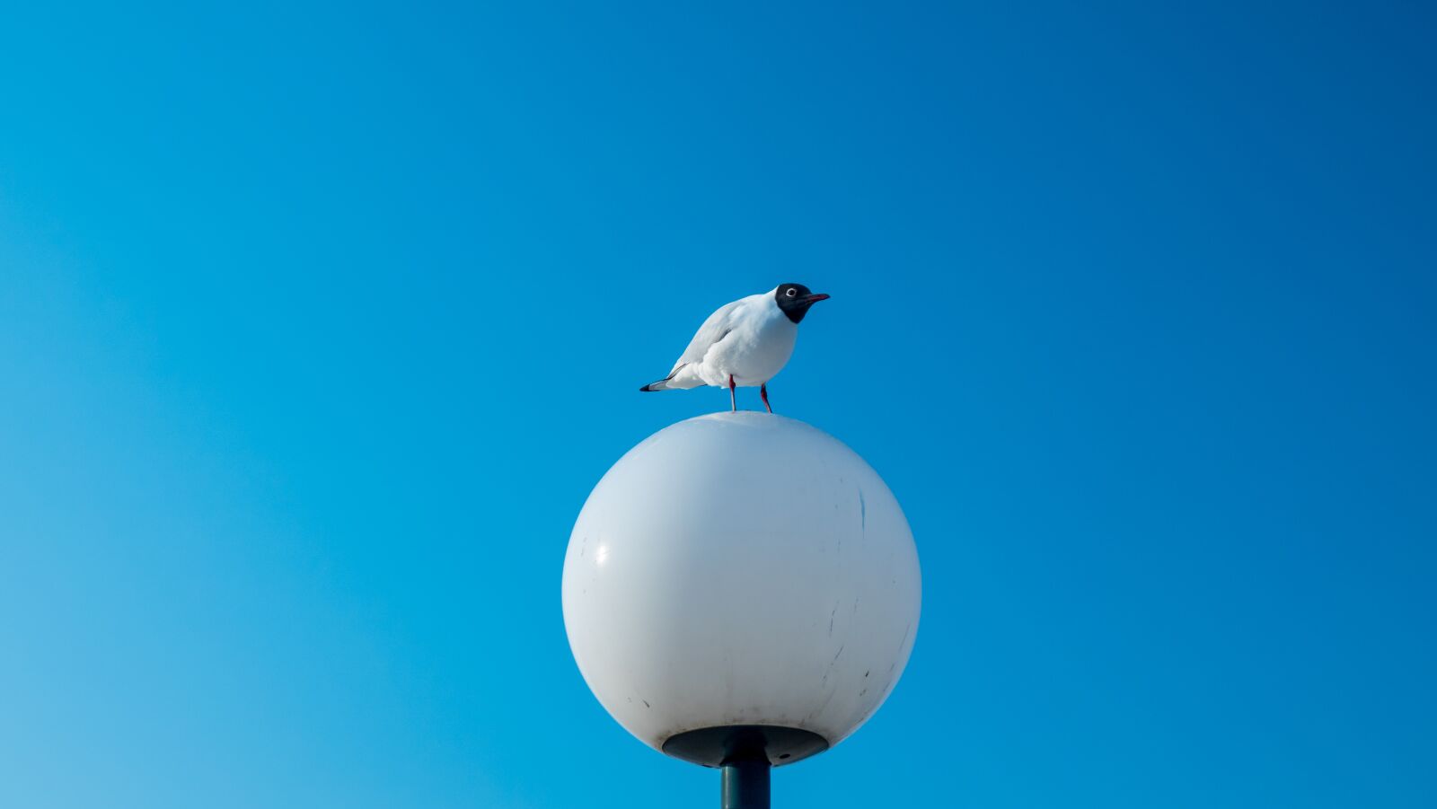 Sony Cyber-shot DSC-RX10 IV sample photo. Seagull, black-headed gull, bird photography